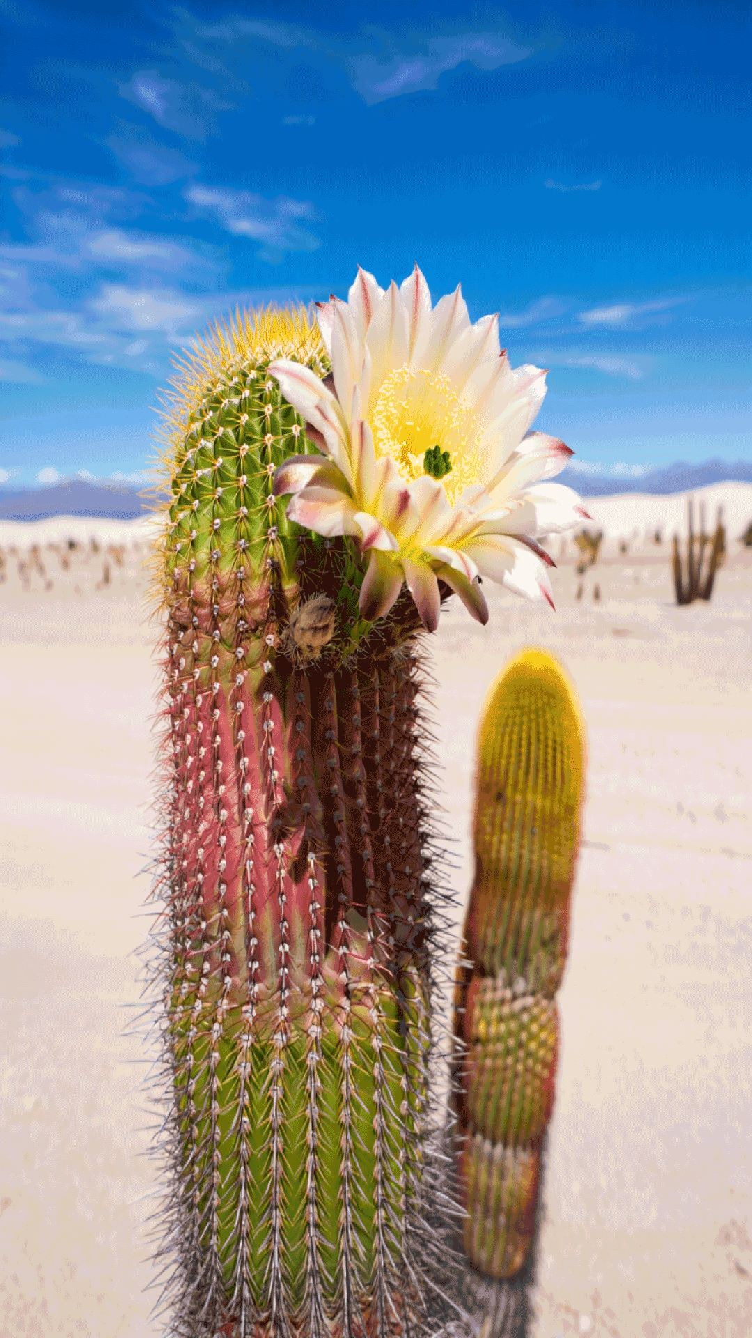 Cactus Flower 桌布 壁紙 — 一棵高大的多刺仙人掌在沙漠景觀中綻放出一朵大白色花朵，映襯著明亮的藍天。
