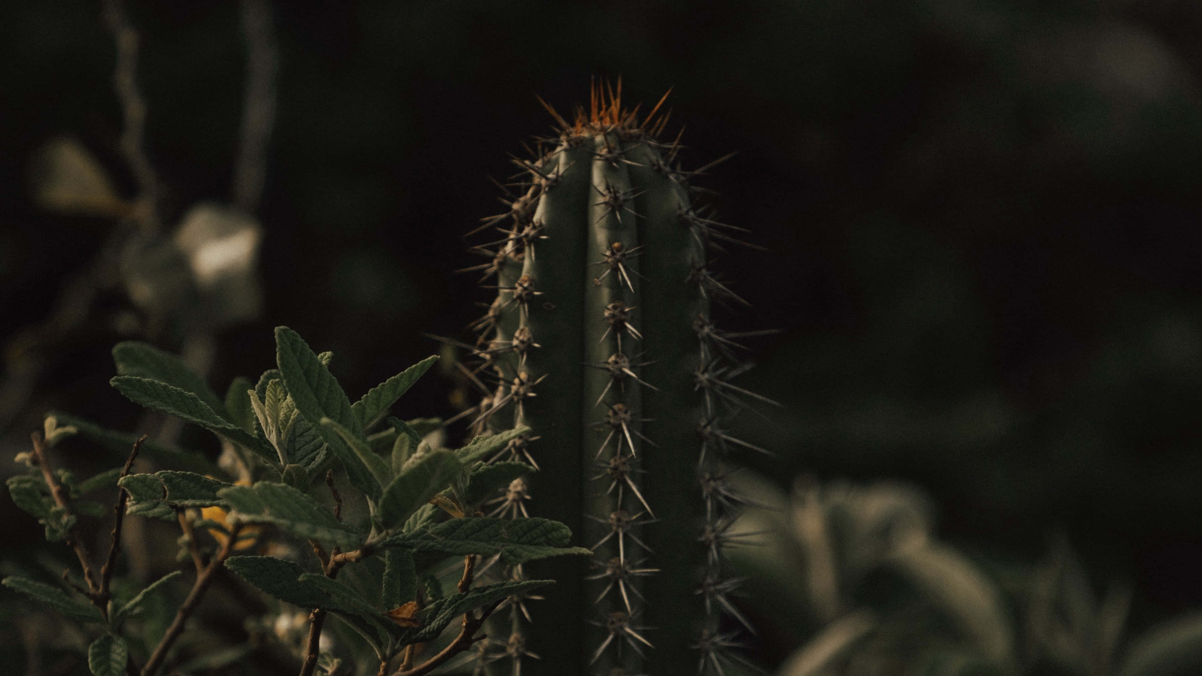 Cactus 桌布 壁紙 — 一棵高大的多刺仙人掌矗立在陰影中的沙漠葉叢中，柔和背光突顯其尖銳的刺和綠葉。