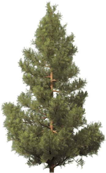 Artificial Christmas Tree 桌布 壁紙 — 一棵高大的常綠樹，擁有茂密的綠色樹葉和可見的棕色樹枝，孤立地矗立在透明背景上。