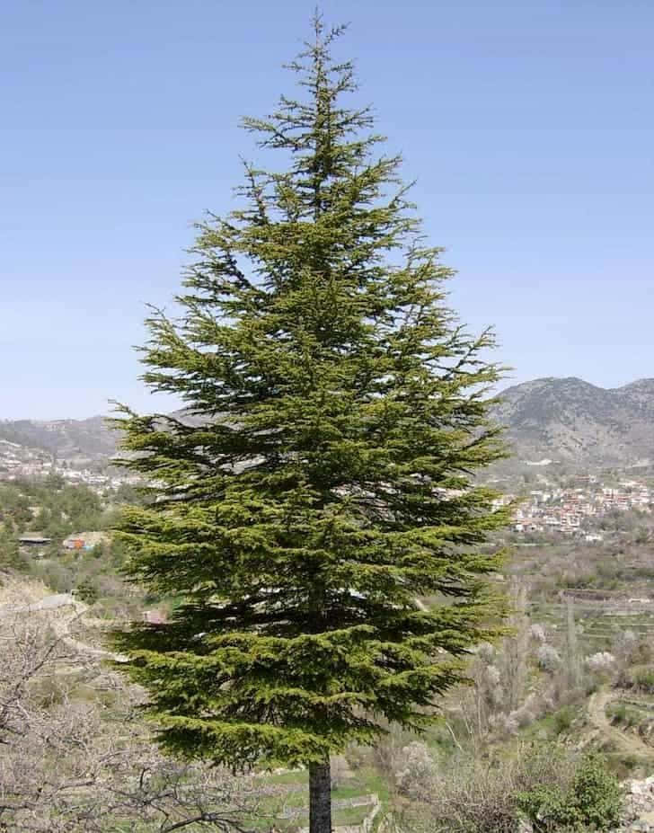 Evergreen Trees 桌布 壁紙 — 一棵高大的常綠樹在清澈的藍天下聳立，遠方有山脈，下方有村莊。