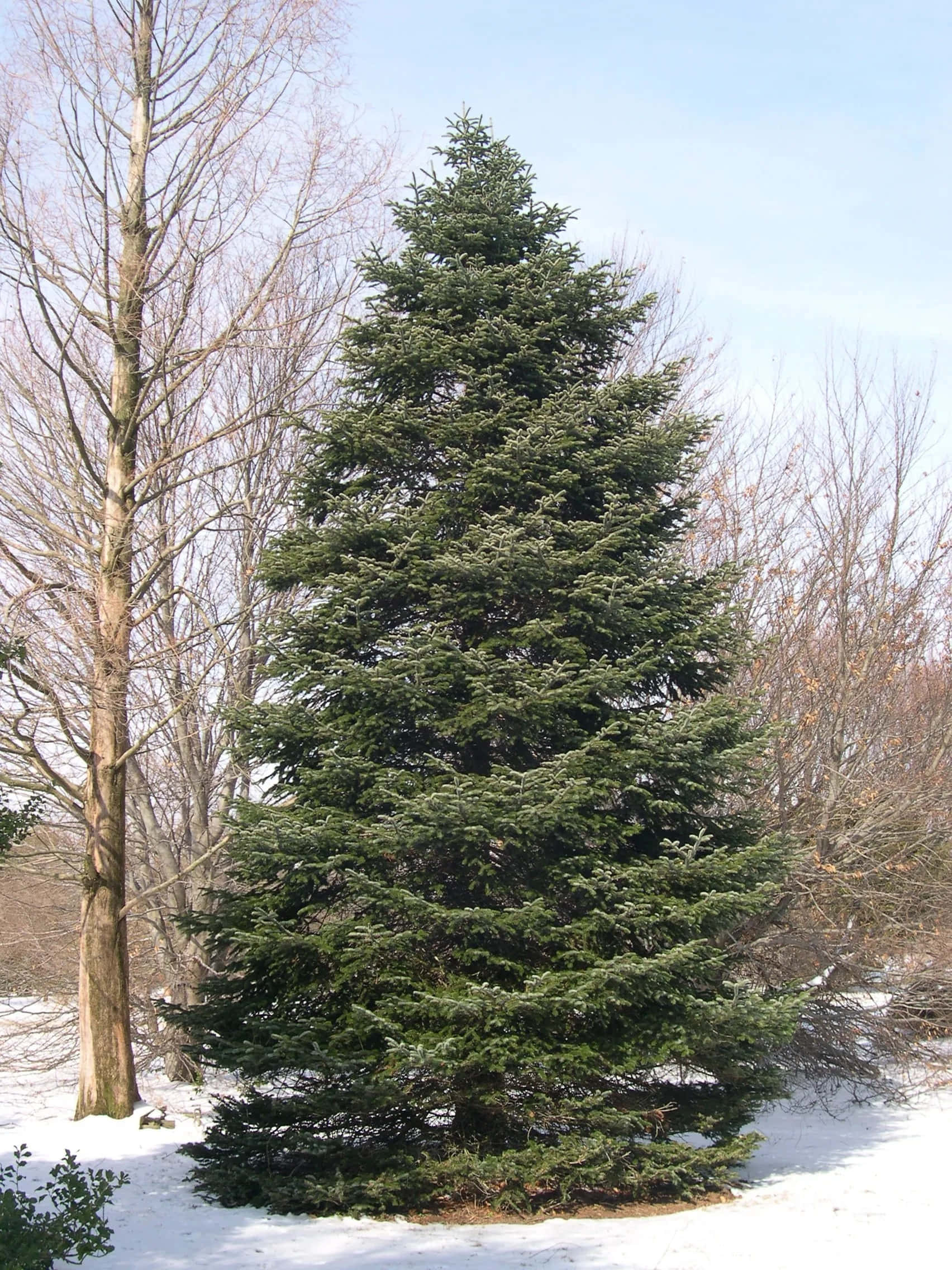 Evergreen Trees 桌布 壁紙 — 一棵高大的常綠樹在白雪皚皚的冬季景觀中傲然挺立，周圍是光禿禿的落葉樹，天空是淡藍色的。