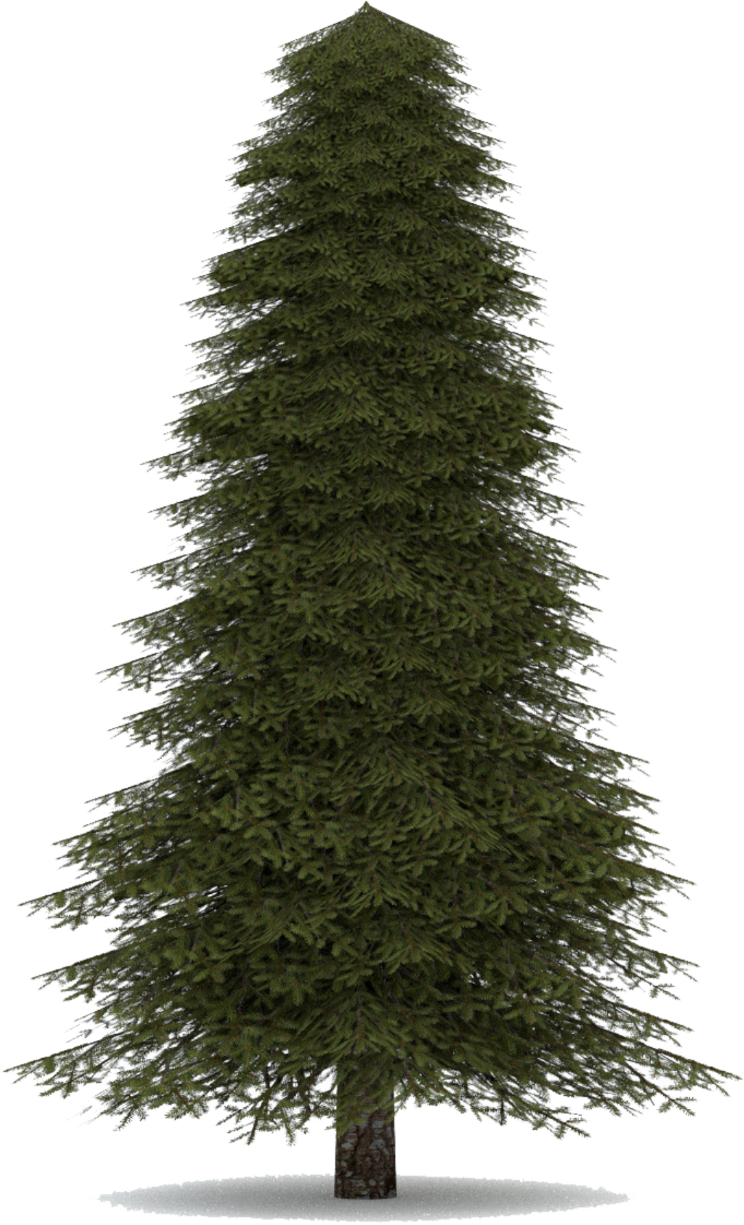 Artificial Christmas Tree 桌布 壁紙 — 一棵高大的常綠樹獨自矗立在雪中，樹枝上結滿霜，背景為黑色。