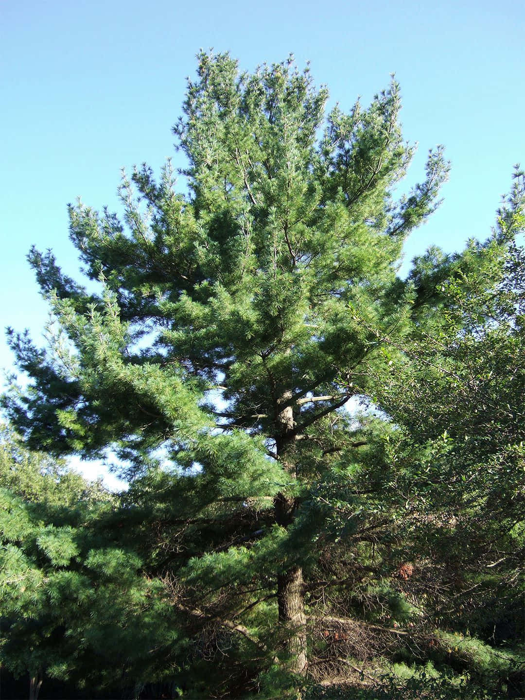 Evergreen Trees 桌布 壁紙 — 一棵高大的松樹，長滿濃密的綠色針葉，在陽光明媚的森林中，襯著清澈的藍天。