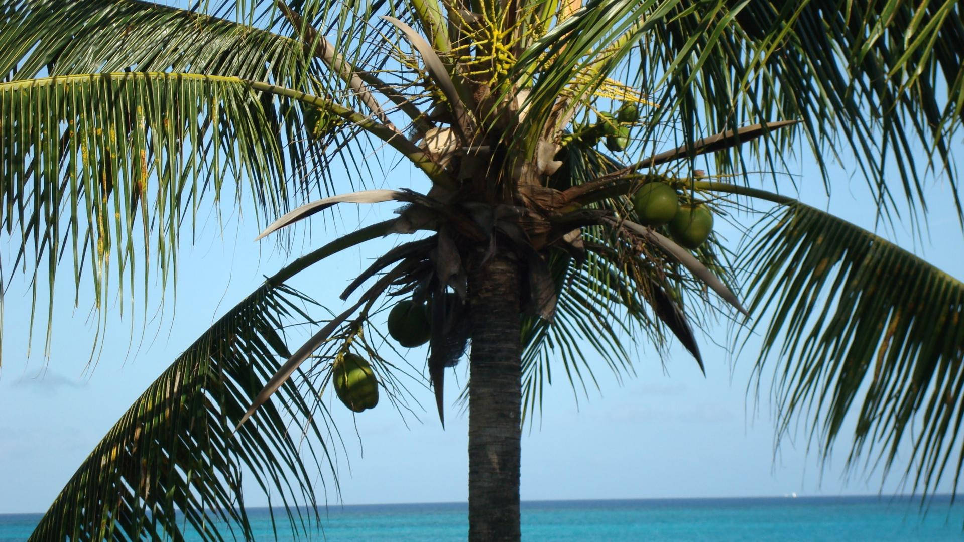 Turks And Caicos 桌布 壁紙 — 一棵高大的棕櫚樹，掛著綠色椰子，在碧藍天空和碧綠海水上方搖曳。