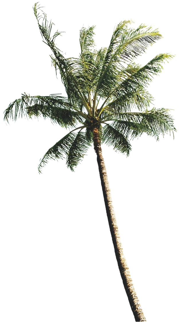 Coconut Tree 桌布 壁紙 — 一棵高大的棕櫚樹，擁有茂密的綠色葉子，孤立地矗立在純黑色背景前。
