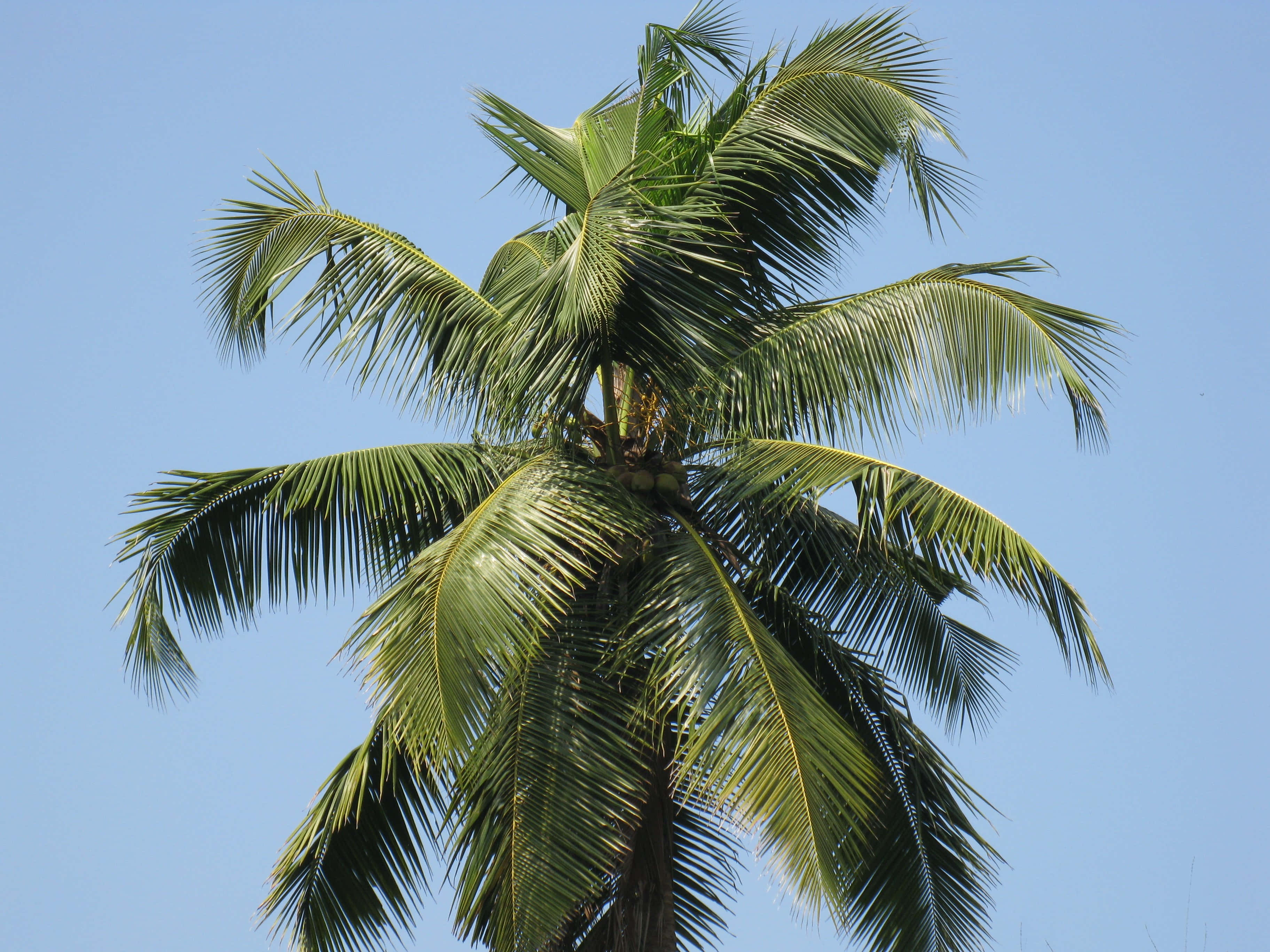 Coconut Tree 桌布 壁紙 — 一棵高大的棕櫚樹，茂密的綠色葉子在清澈的藍天下輕輕搖曳。