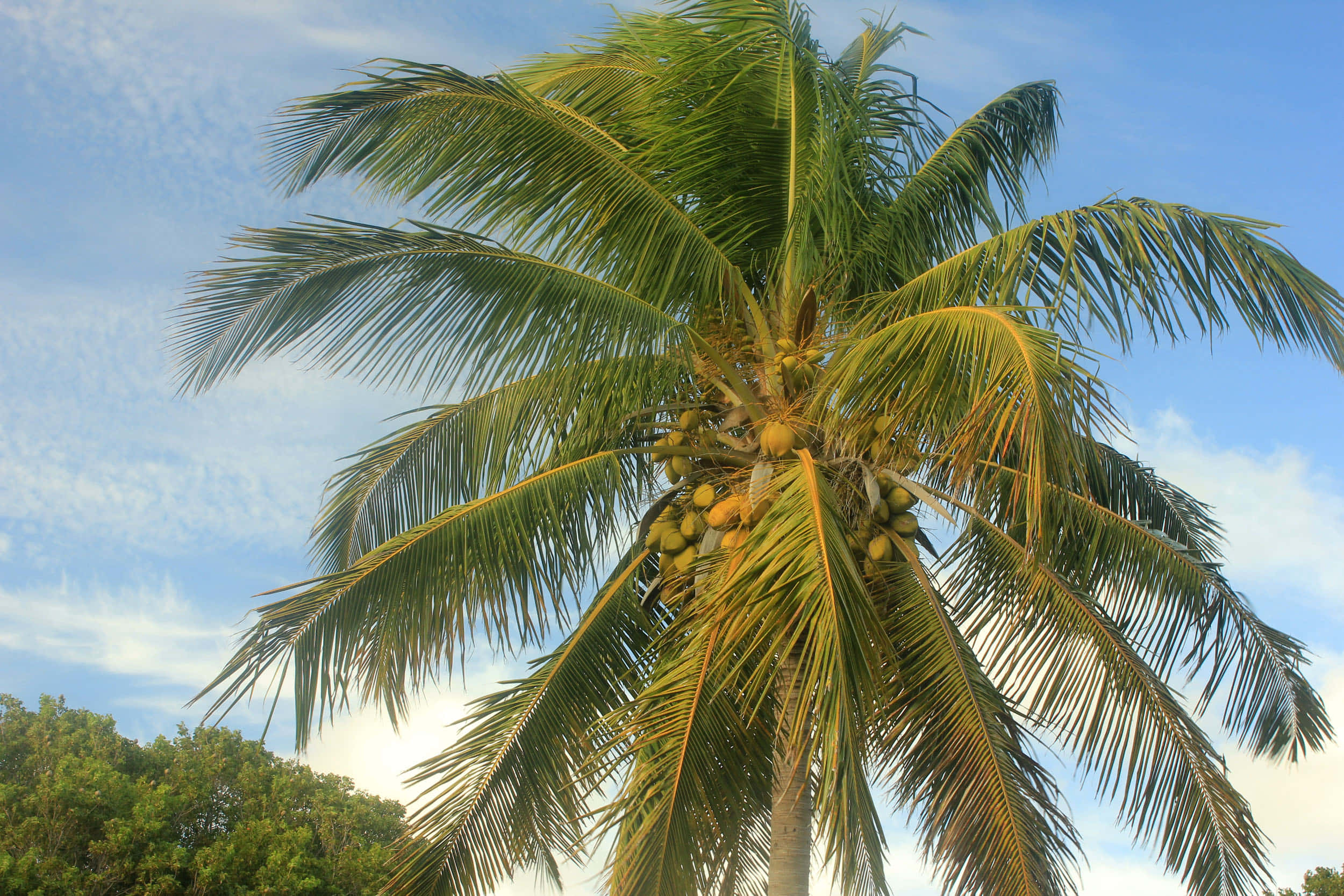 Coconut Tree 桌布 壁紙 — 一棵高大的棕櫚樹，長滿茂密的綠色葉子和椰子，在明亮的藍天和縷縷白雲中搖曳。
