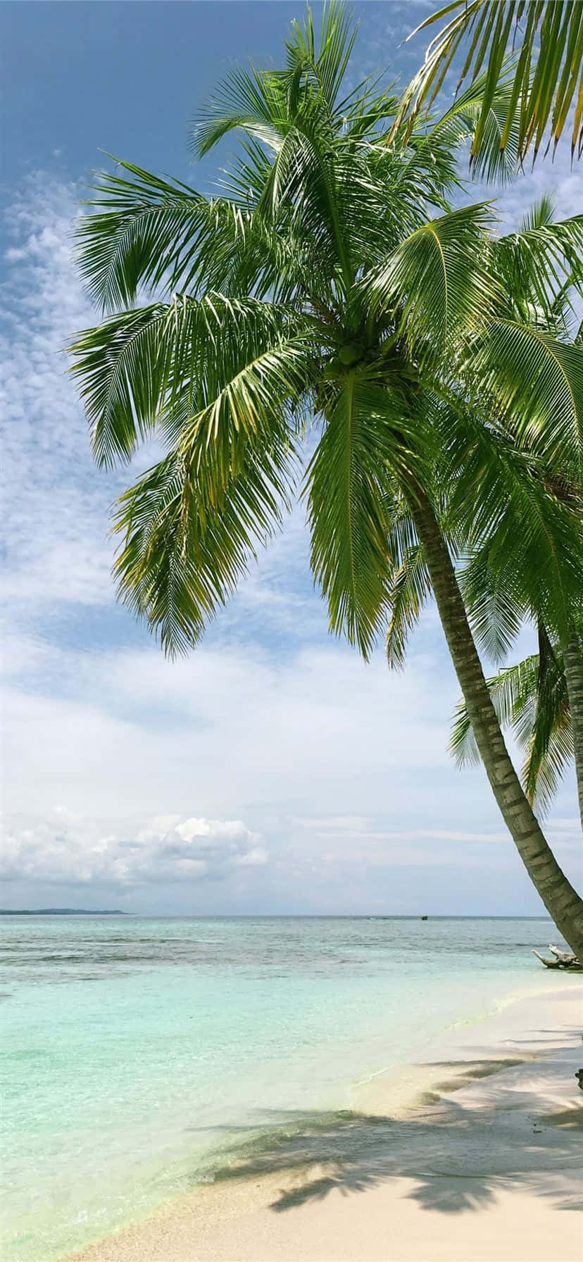 Palm Trees Beach 桌布 壁紙 — 一棵高大的棕櫚樹優雅地彎向碧綠的海水，位於純淨的白色沙灘上，天空湛藍，雲朵點綴。