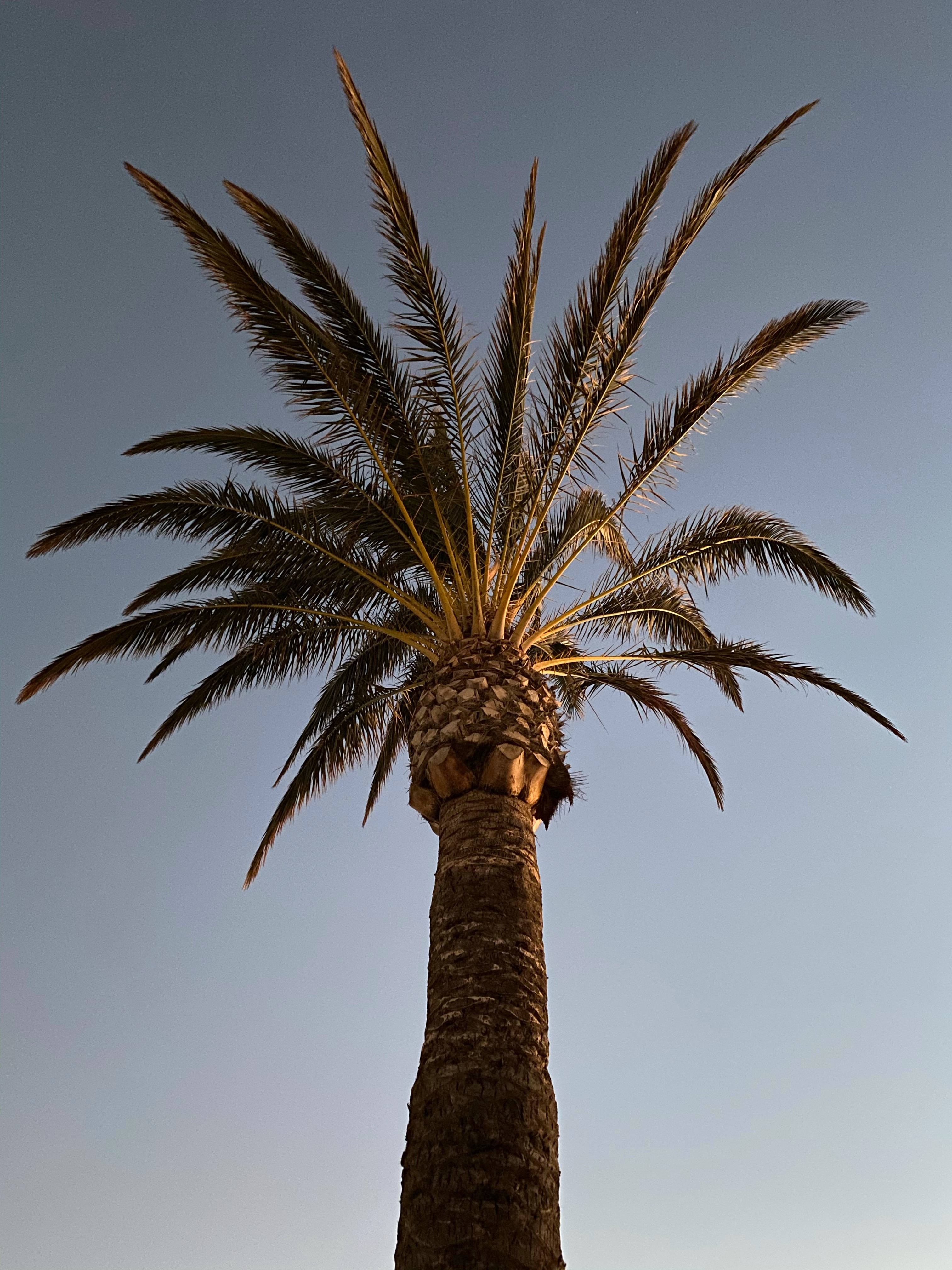 棕櫚樹 桌布 壁紙 — 一棵高大的棕櫚樹矗立在清澈的藍天下，夕陽的金色光芒照亮了它的樹葉。
