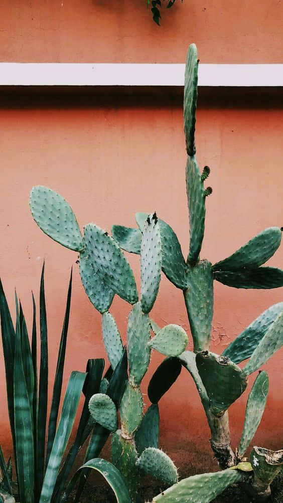 Cactus iPhone 桌布 壁紙 — 一棵高大的綠色仙人掌，帶有扁平墊，在柔和日光下沿著溫暖的赤陶牆生長。