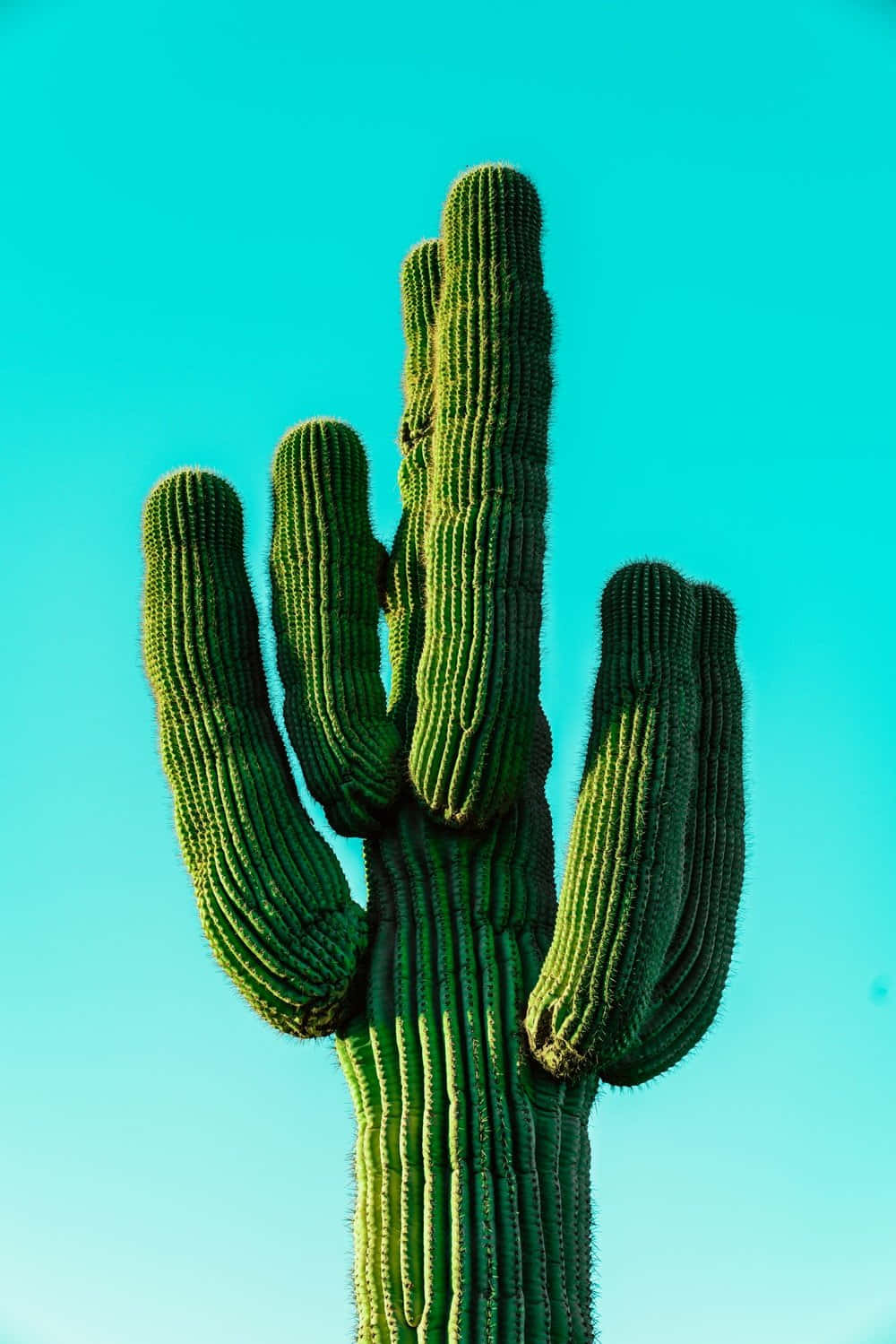 Cactus 桌布 壁紙 — 一棵高大的綠色仙人掌，有多個分枝，在充滿活力的藍綠色天空下向上伸展。