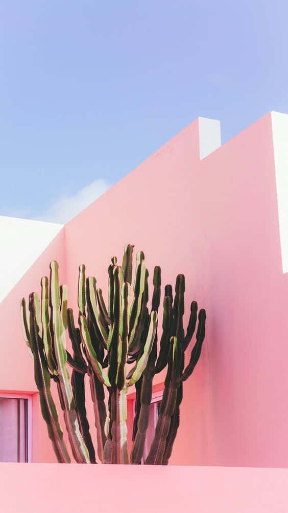 Cactus iPhone 桌布 壁紙 — 一棵高大的綠色仙人掌在晴朗的藍天下，大膽地矗立在充滿活力的粉紅色幾何建築前。