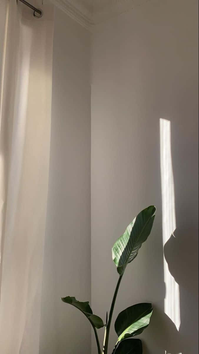 Minimalist Photography 桌布 壁紙 — 一棵高大的綠色植物在白色牆壁上投下清晰的影子，陽光透過薄紗窗簾照射進來。