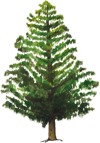 Artificial Christmas Tree 桌布 壁紙 — 一棵高大的針葉樹，擁有茂密的綠色樹葉和堅固的棕色樹幹，孤立地站在透明背景上。