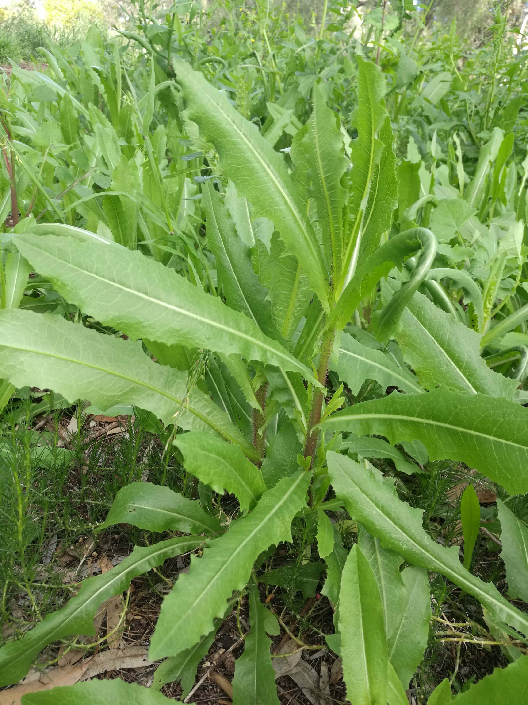 Wild Lettuce 桌布 壁紙 — 一棵高大綠色植物的特寫，葉緣呈鋸齒狀，生長在陽光明媚的草地上。
