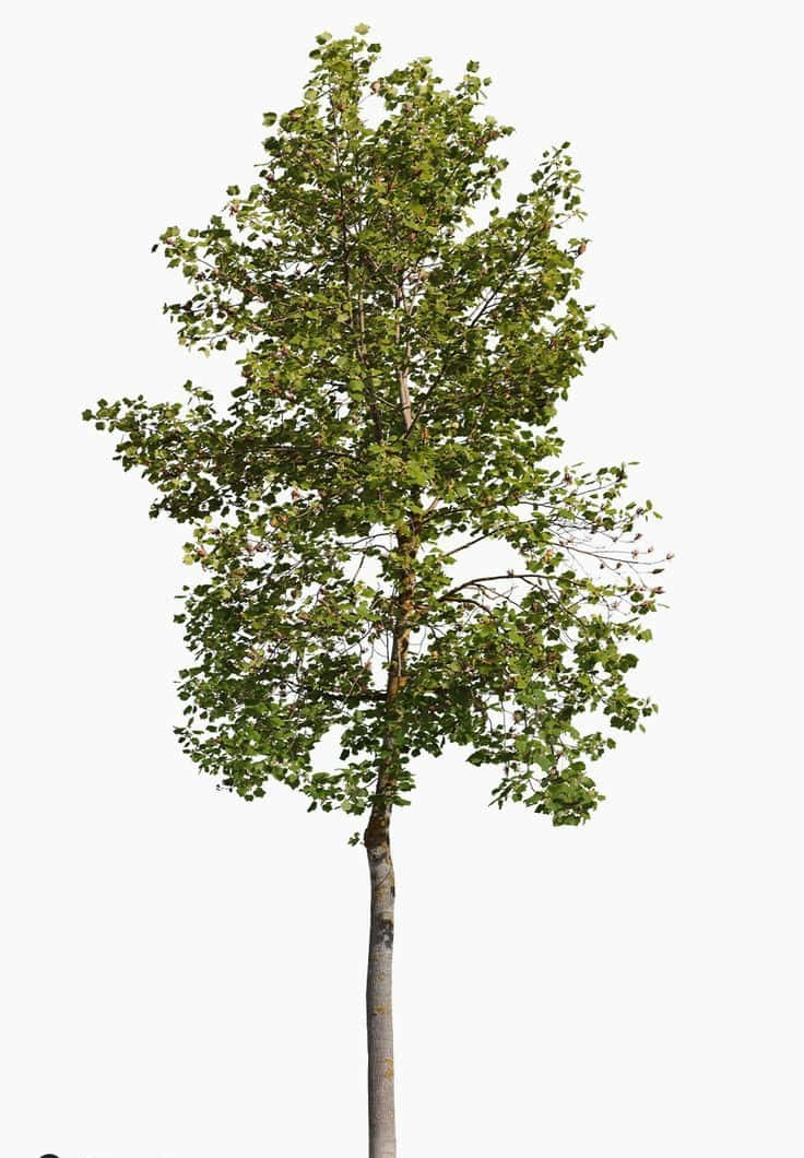 Tulip Tree 桌布 壁紙 — 一棵高大纖細的樹，長滿茂密的綠葉，孤立在純白色背景前。