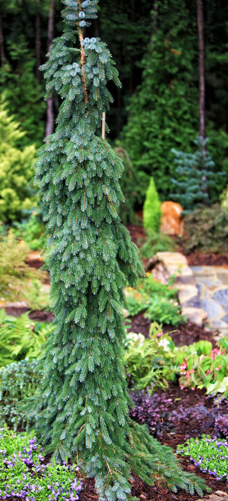 Evergreen Trees 桌布 壁紙 — 一棵高大纖細的針葉樹，帶有層疊的綠色針葉，矗立在一個茂盛的花園中，周圍環繞著色彩繽紛的花朵和石徑。