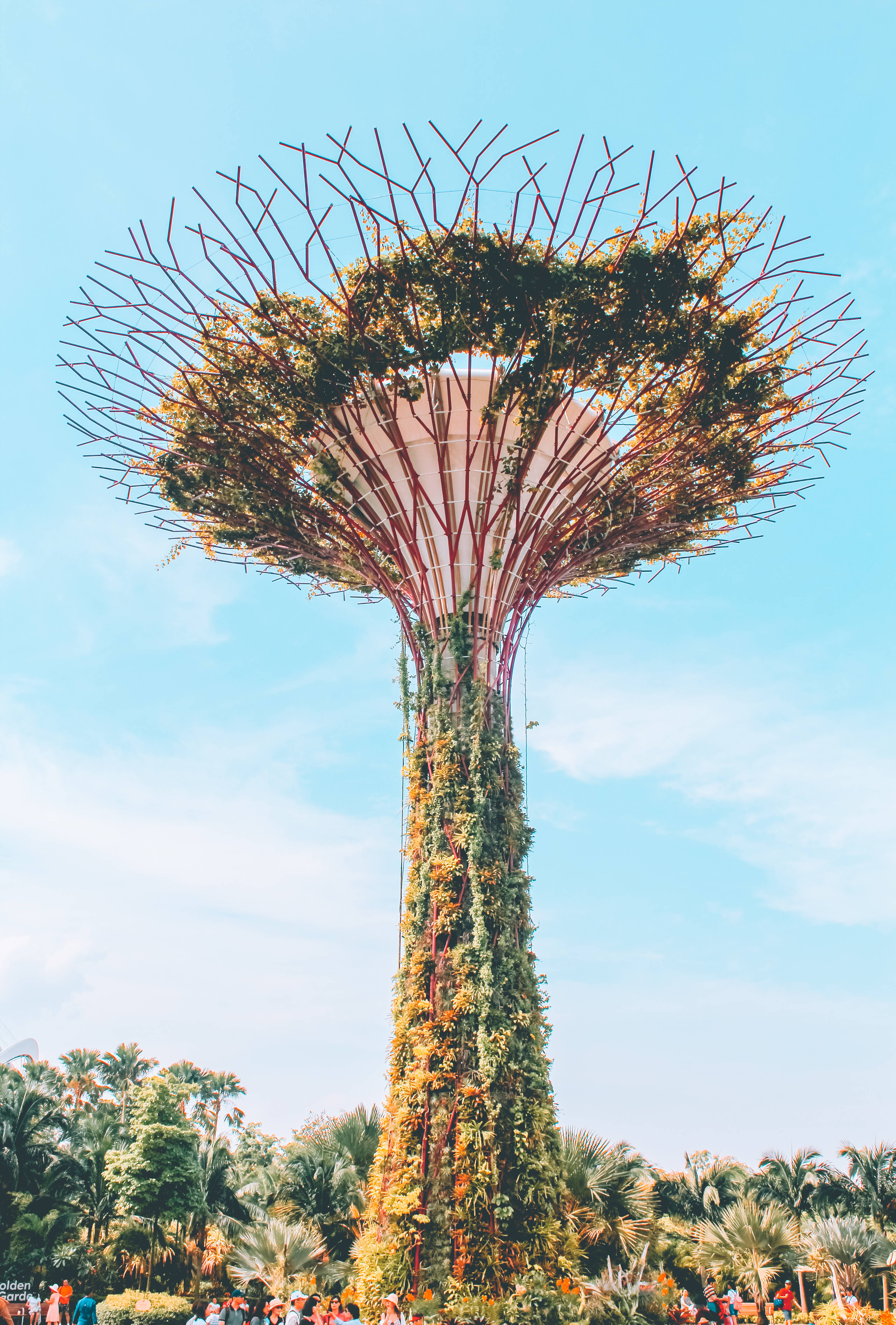 Singapore 桌布 壁紙 — 一棵高聳的Supertree，擁有茂密的綠植和複雜的金屬枝條，伸向清澈的藍天。