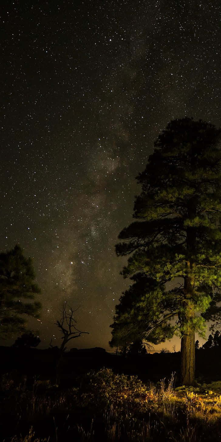 高聳的松樹在星空夜空下，銀河可見。 — 直式 GIF 壁紙