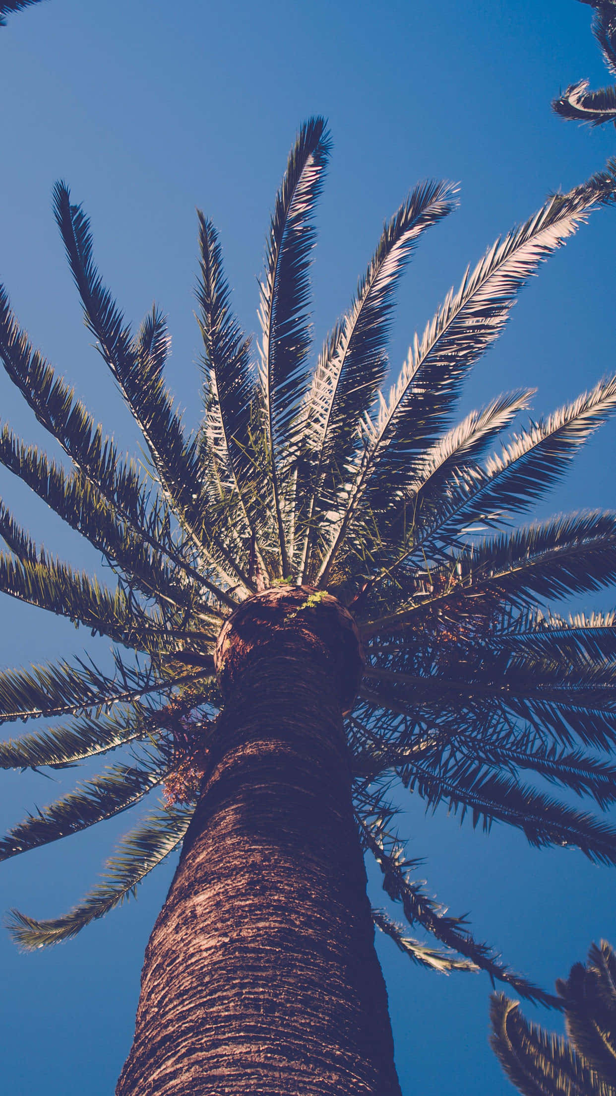 Palm Tree iPhone 桌布 壁紙 — 一棵高聳的棕櫚樹向上伸展，陽光照射的樹葉向外延伸，映襯著清澈的藍天。