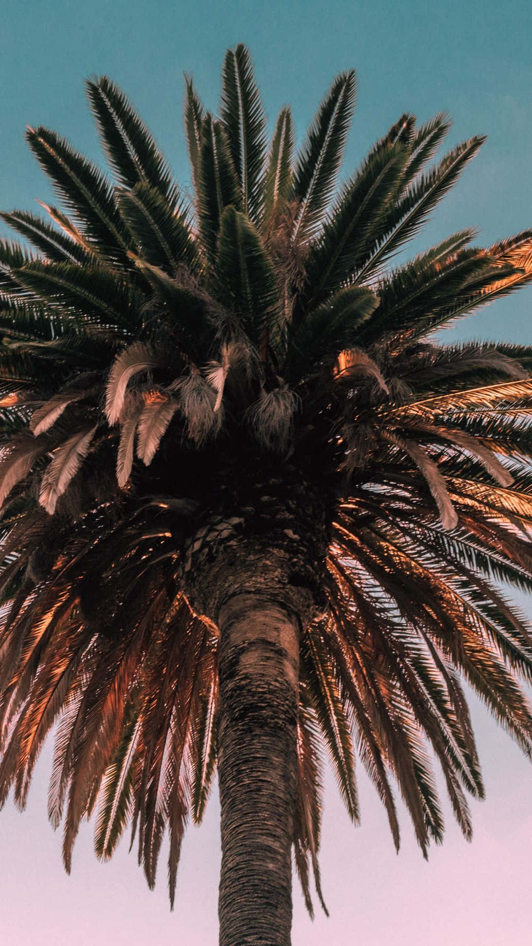 Palm Tree iPhone 桌布 壁紙 — 一棵高聳的棕櫚樹矗立在青綠色和粉紅色的漸變天空下，金色的光芒沐浴著它的樹葉。