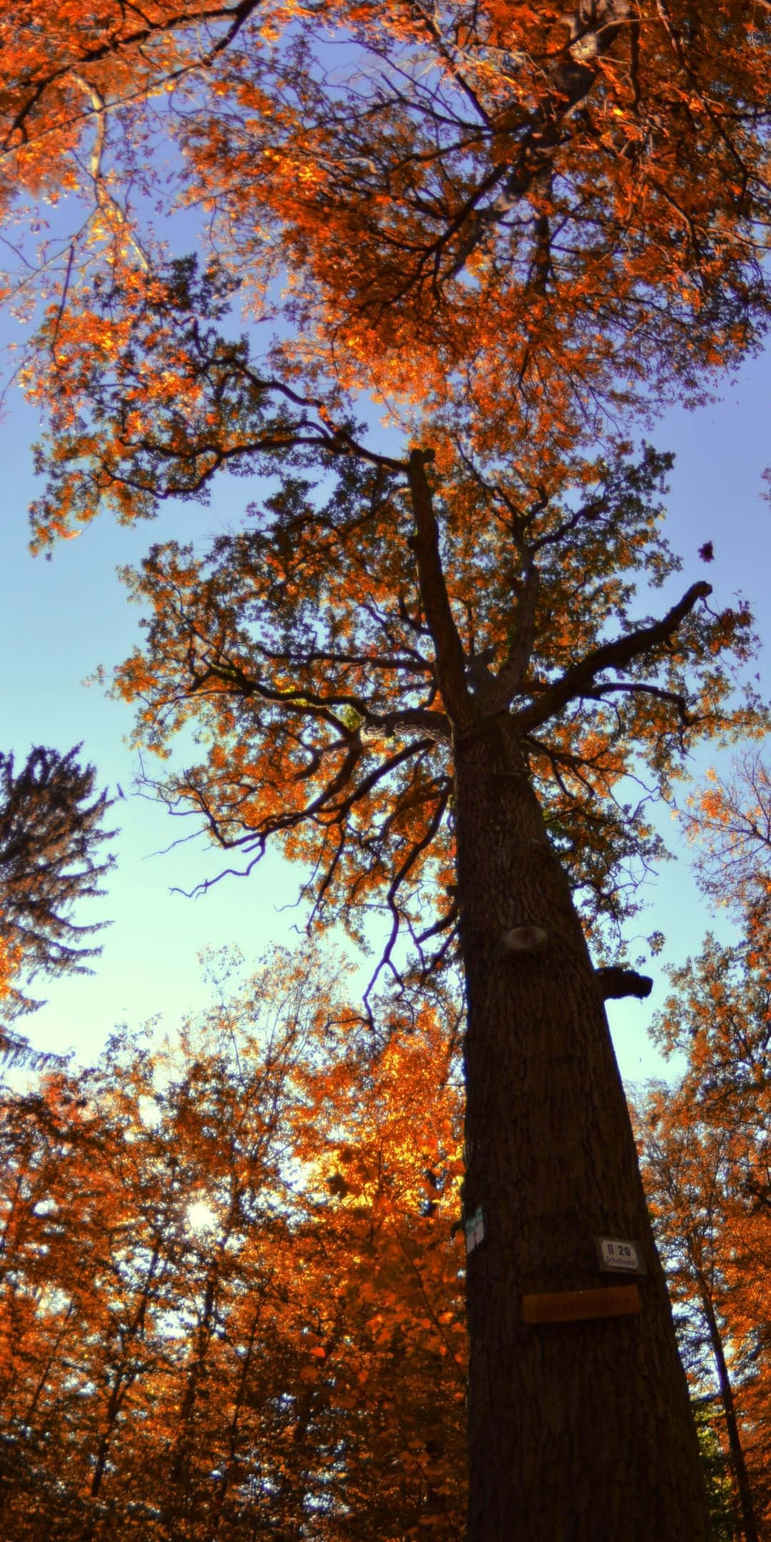 tall trees 桌布 壁紙 — 一棵高聳的樹木，帶有火紅橙色的秋葉，在森林中襯著清澈的藍天。