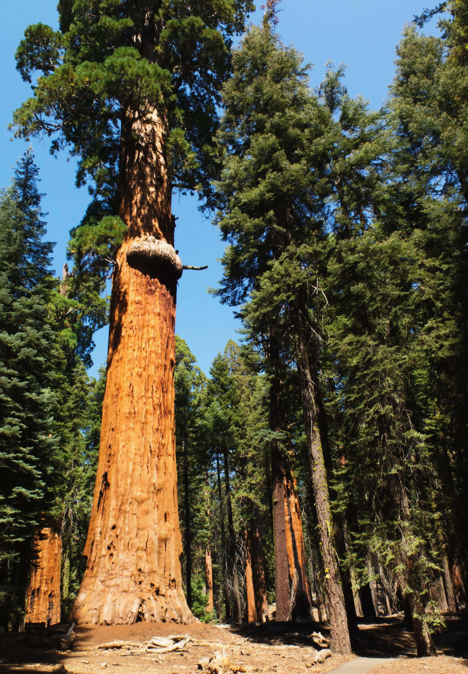 1640x2360 桌布 壁紙 — 一棵高聳的紅杉樹，帶有紅褐色樹皮和茂密的綠色樹冠，在茂密的森林中雄偉地矗立在清澈的藍天下。