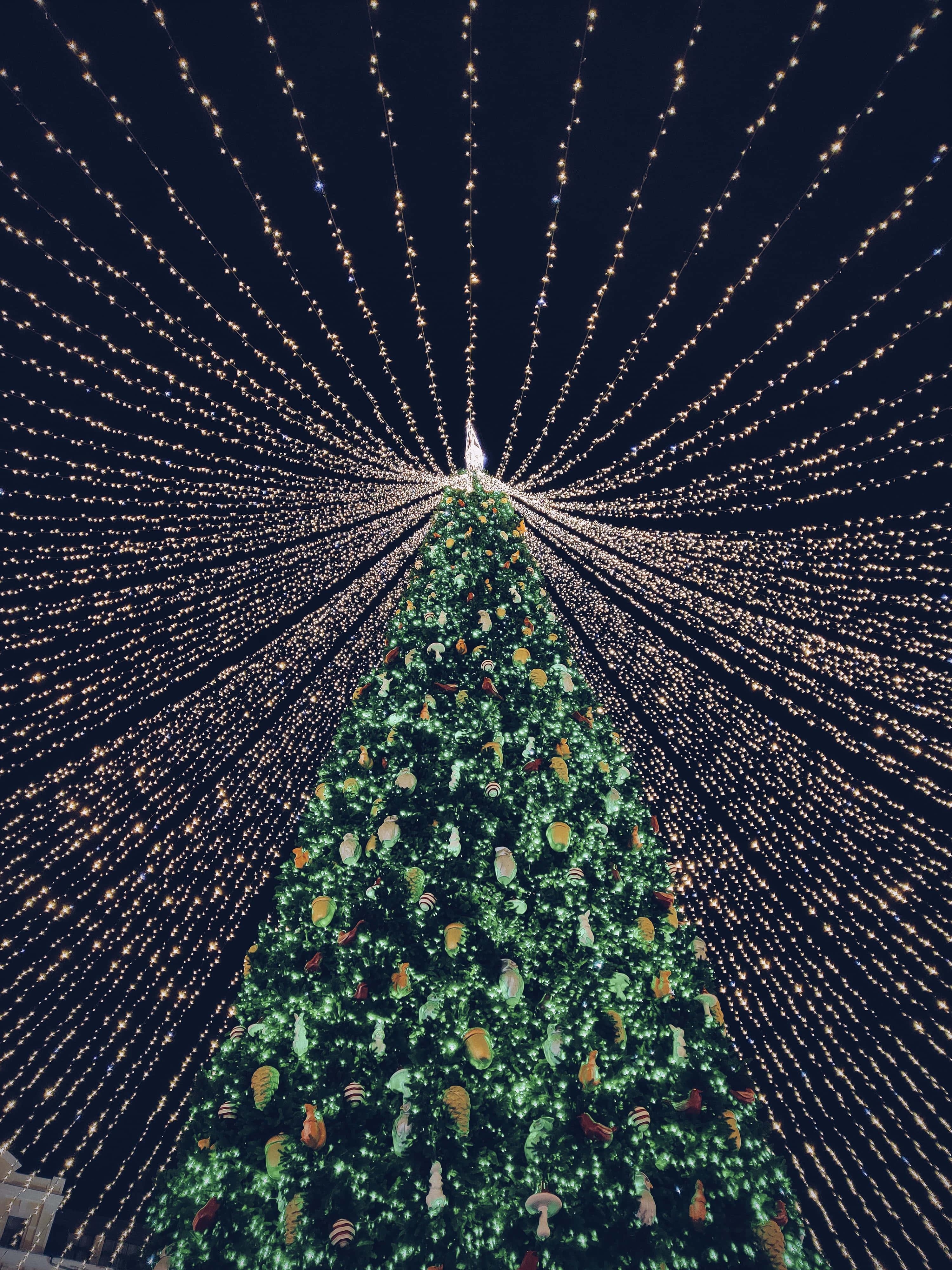 Christmas Light 桌布 壁紙 — 一棵高聳的聖誕樹裝飾著色彩繽紛的飾物和閃爍的燈串，在漆黑的夜空下向外放射光芒。