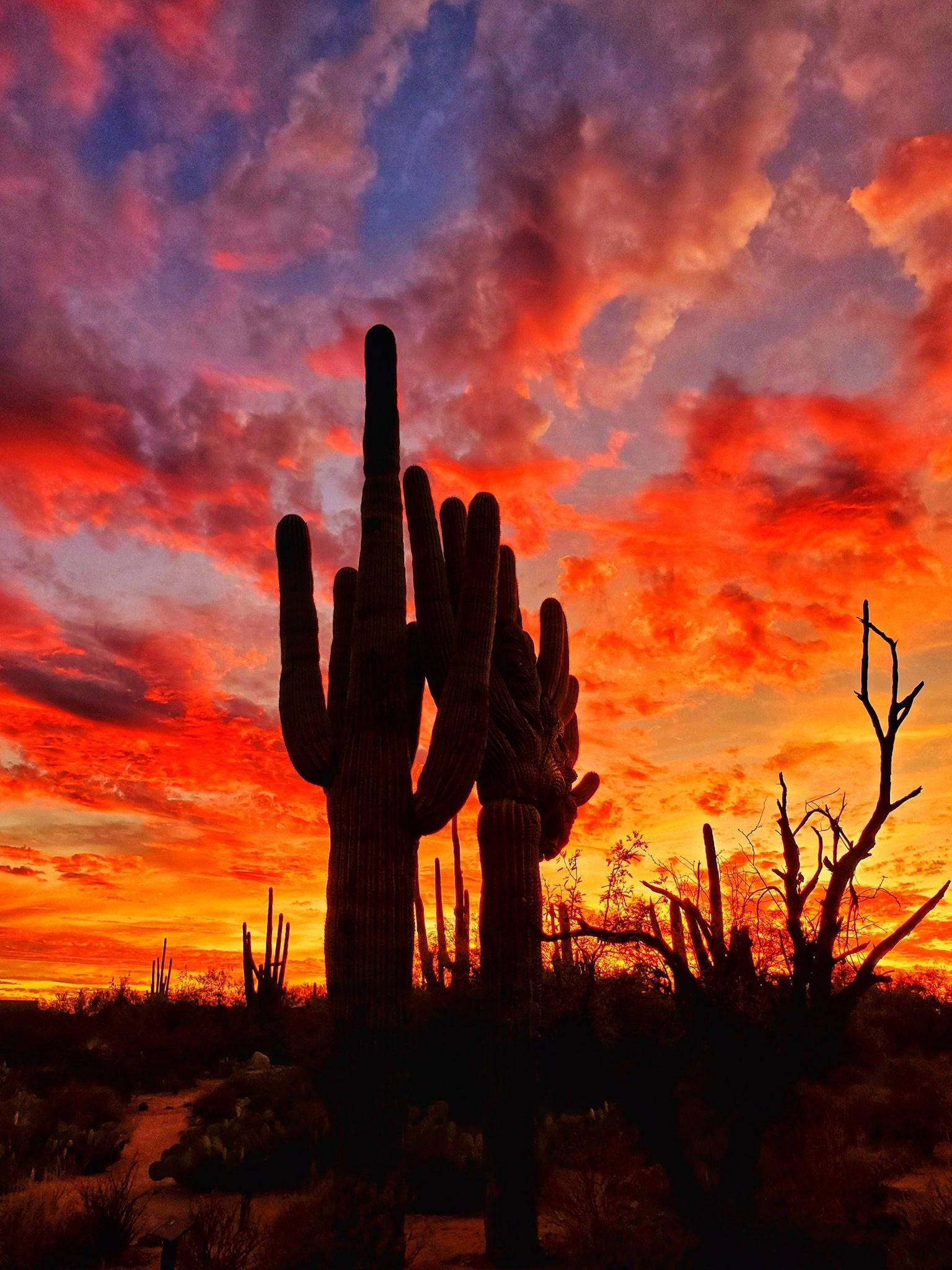 Arizona 桌布 壁紙 — 一棵高聳的薩瓜羅仙人掌剪影，映襯著火燒般的夕陽天空，帶有鮮豔的橙色、紅色和紫色雲彩。