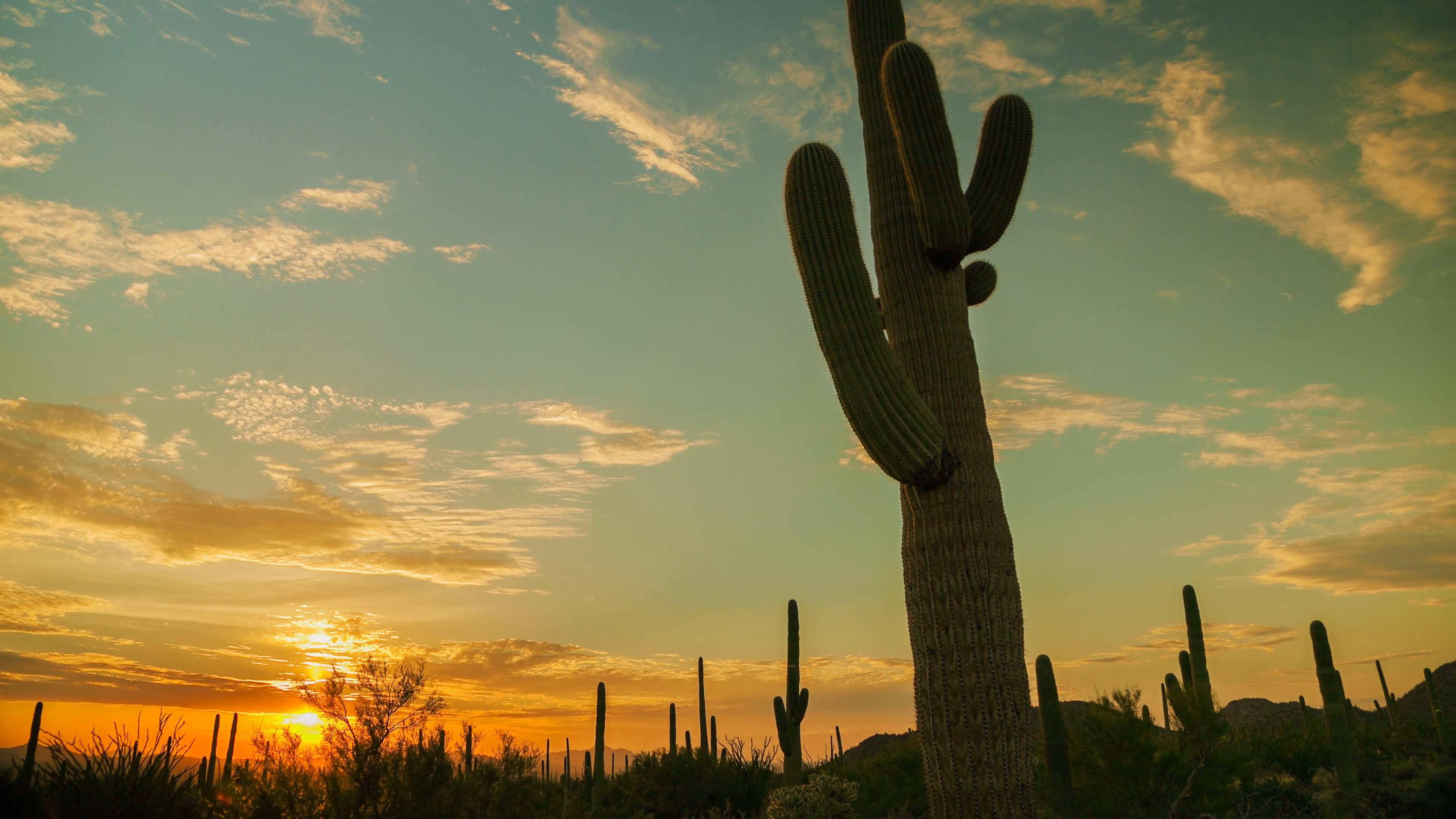 Cactus 桌布 壁紙 — 一棵高聳的薩瓜羅仙人掌在色彩繽紛的日落天空、散落的雲朵和遠處的沙漠景觀中形成剪影。