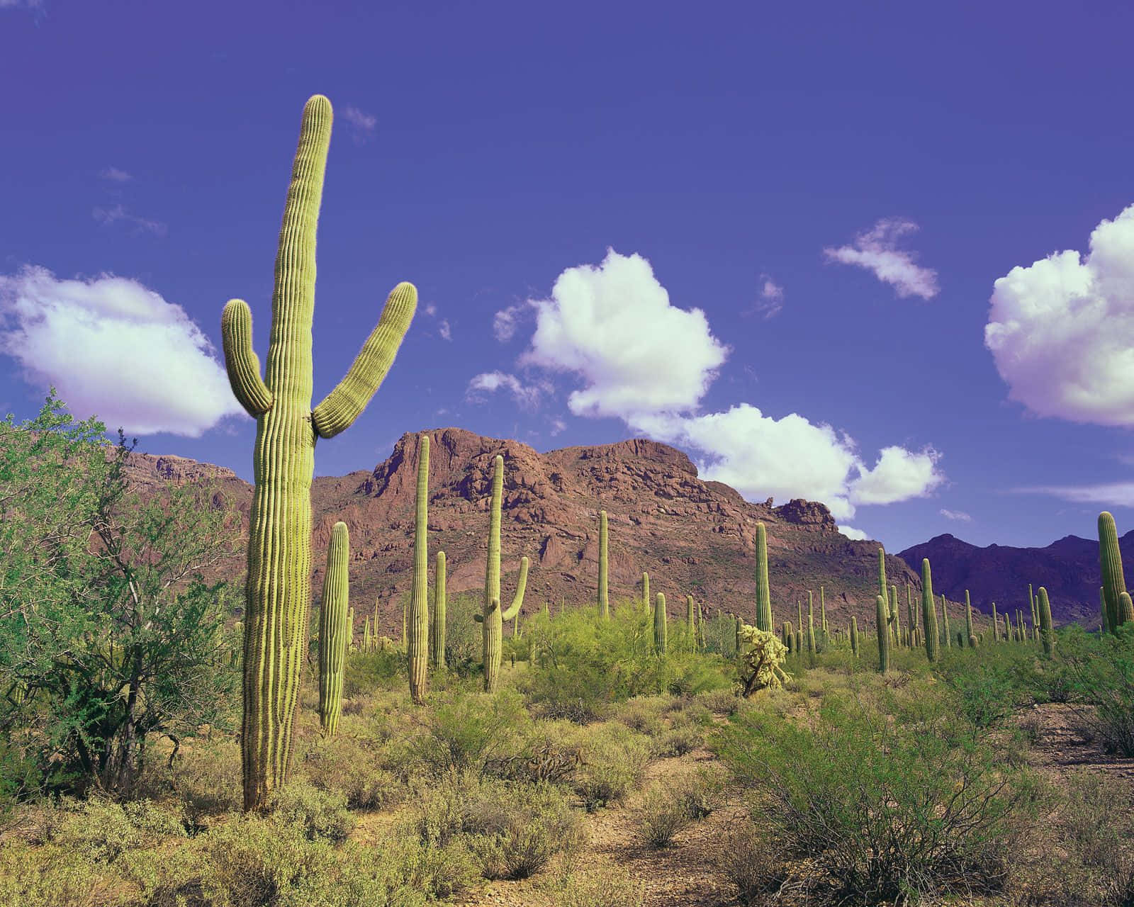Arizona 桌布 壁紙 — 一棵高聳的薩瓜羅仙人掌在陽光明媚的沙漠景觀中傲然挺立，背景是紅岩山脈和蓬鬆的白雲，襯托著充滿活力的藍天。