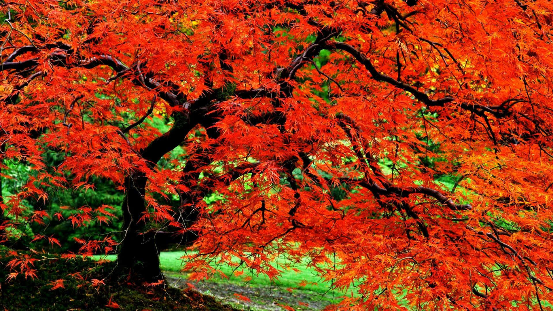 Colorful Trees 桌布 壁紙 — 一棵鮮紅的楓樹，枝葉繁複，在明亮的日光下主宰著鬱鬱蔥蔥的綠色公園。