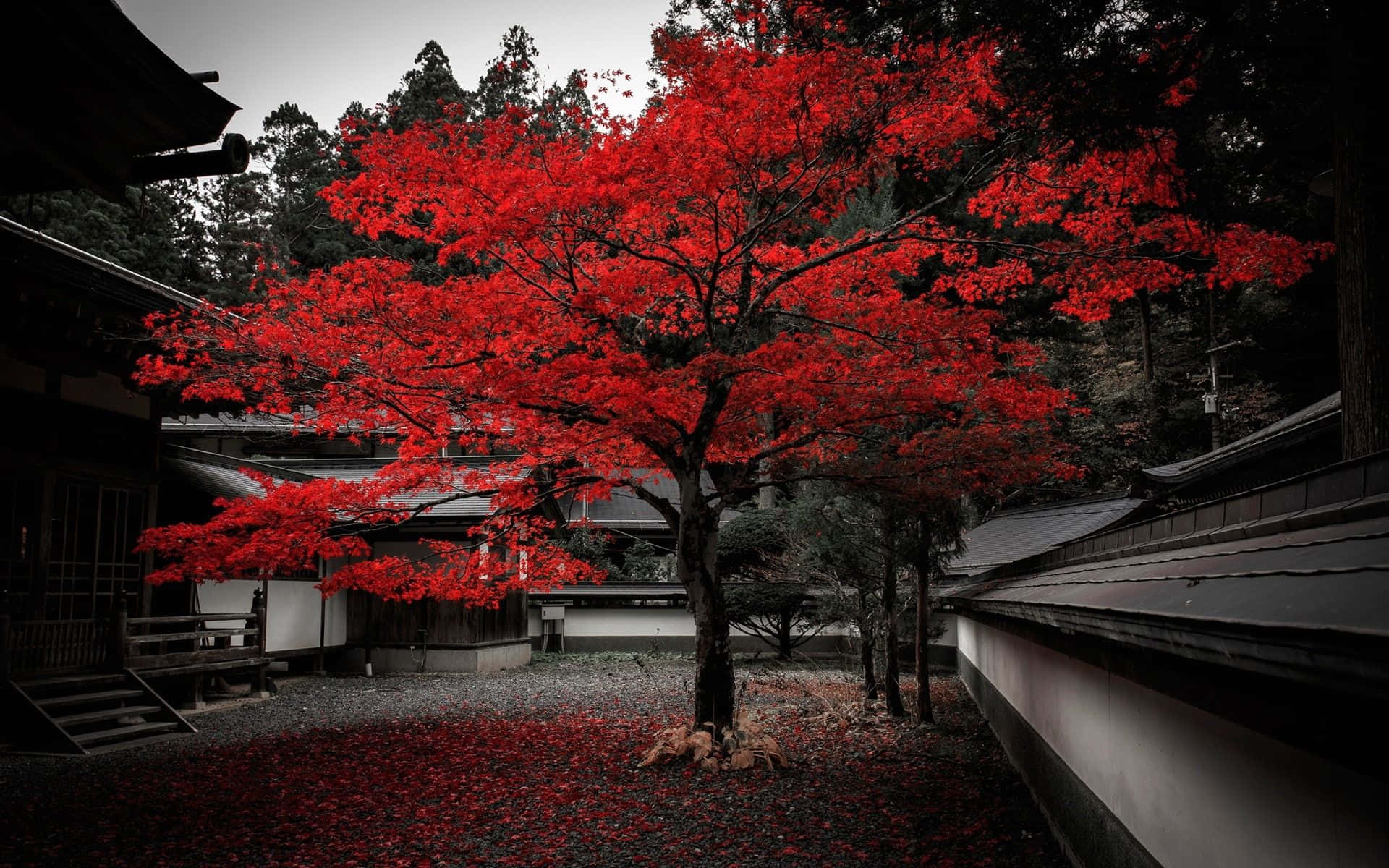 日本 桌布 壁紙 — 一棵鮮紅的楓樹在單色調的寺廟庭院中形成強烈對比，地上鋪滿落葉。