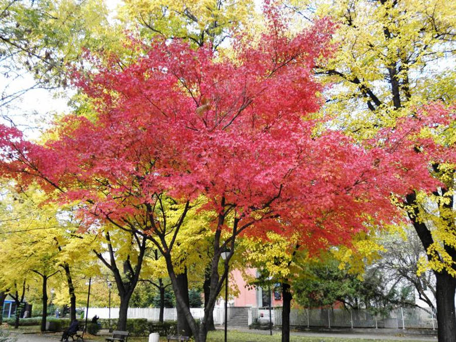 美麗的秋天 桌布 壁紙 — 一棵鮮紅的楓樹在寧靜的秋日公園中，從周圍的黃色樹葉中脫穎而出。