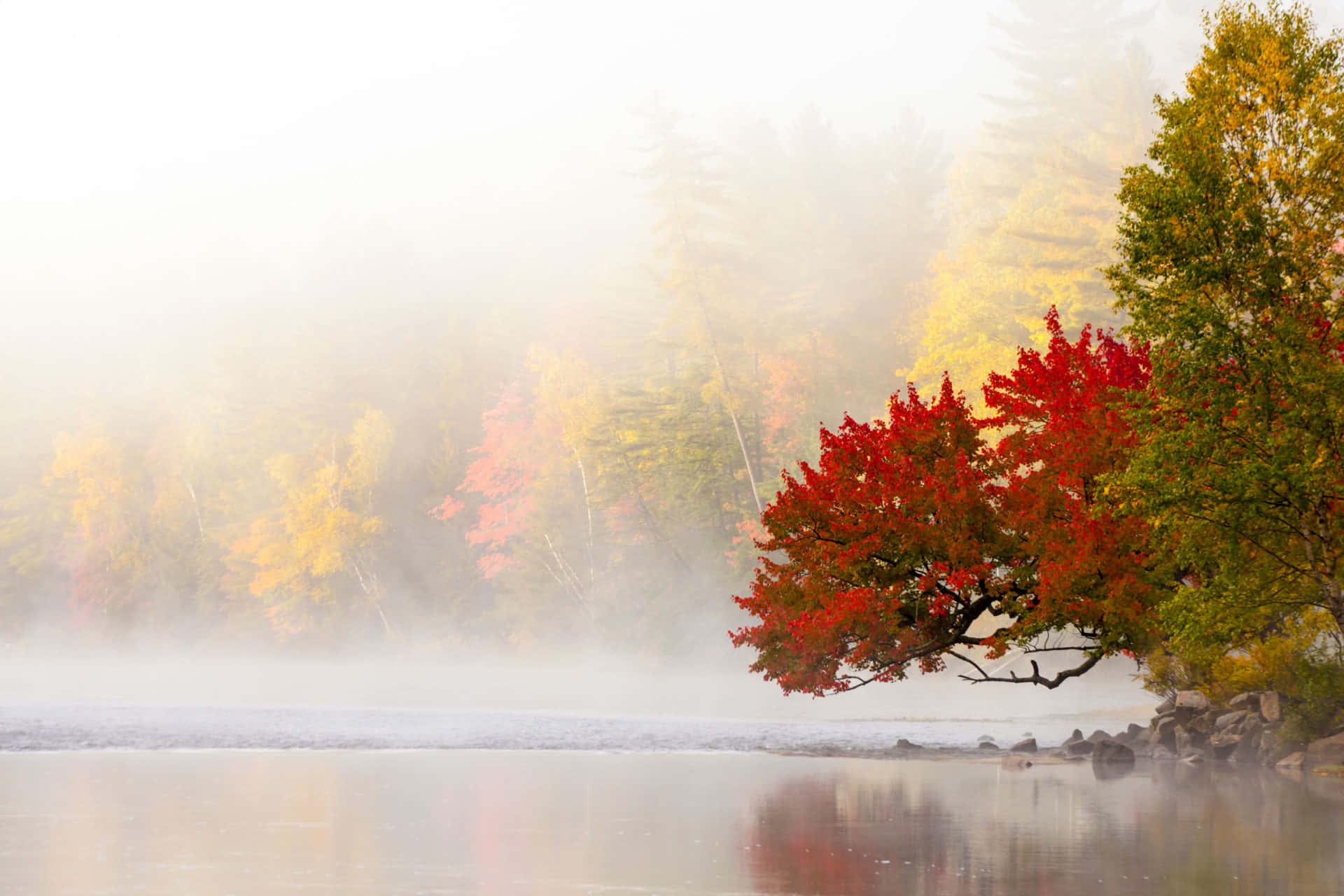 Autumn Fall 桌布 壁紙 — 一棵鮮紅的楓樹斜倚在霧氣瀰漫的湖面上，映照出秋天的色彩，霧氣籠罩著樹木繁茂的湖岸。