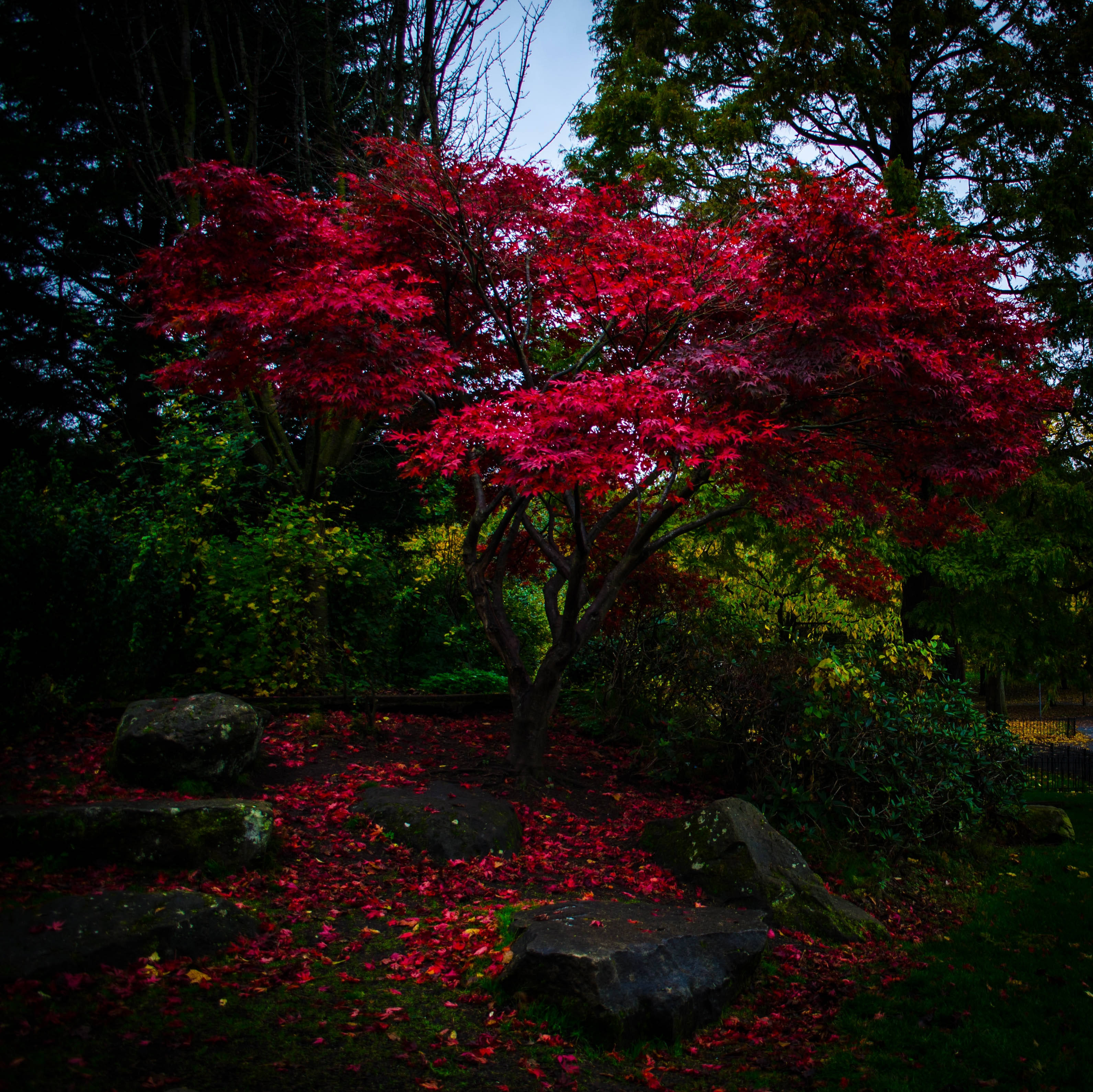 公園 桌布 壁紙 — 一棵鮮紅的楓樹矗立在昏暗的花園中，落葉覆蓋了下面的苔蘚石頭。