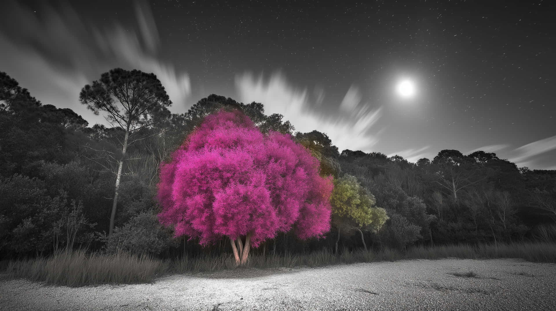 Autumn Moonlit Meadow 壁紙 — 一棵鮮豔的粉紅色樹木在明亮的月亮、星空和動態模糊的雲朵下的黑白夜景中形成鮮明對比。