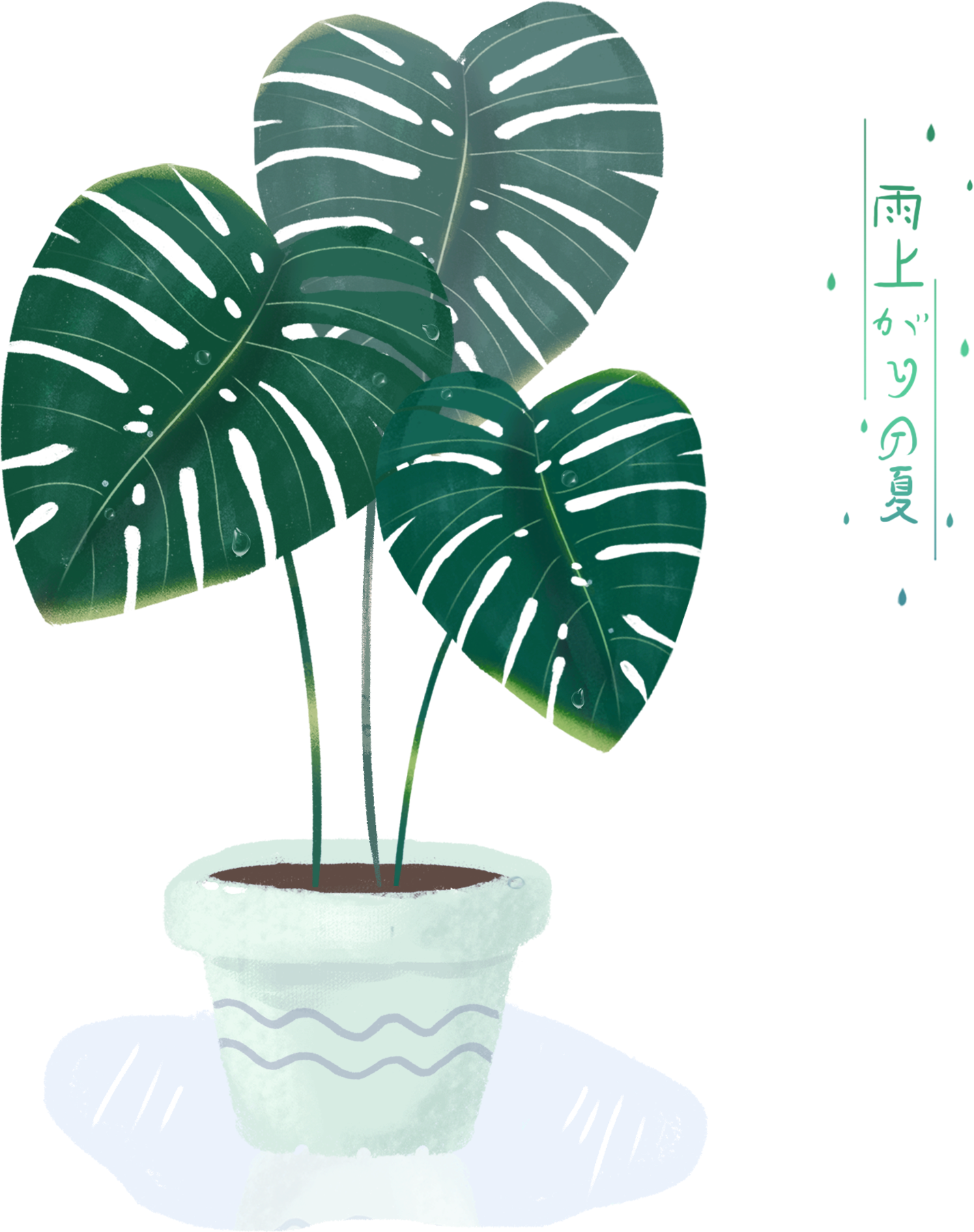 Leaves 桌布 壁紙 — 一棵龜背竹植物，有大的綠色葉子和水滴，放在白色花盆裡，放在淺藍色碟子上，背景為黑色。