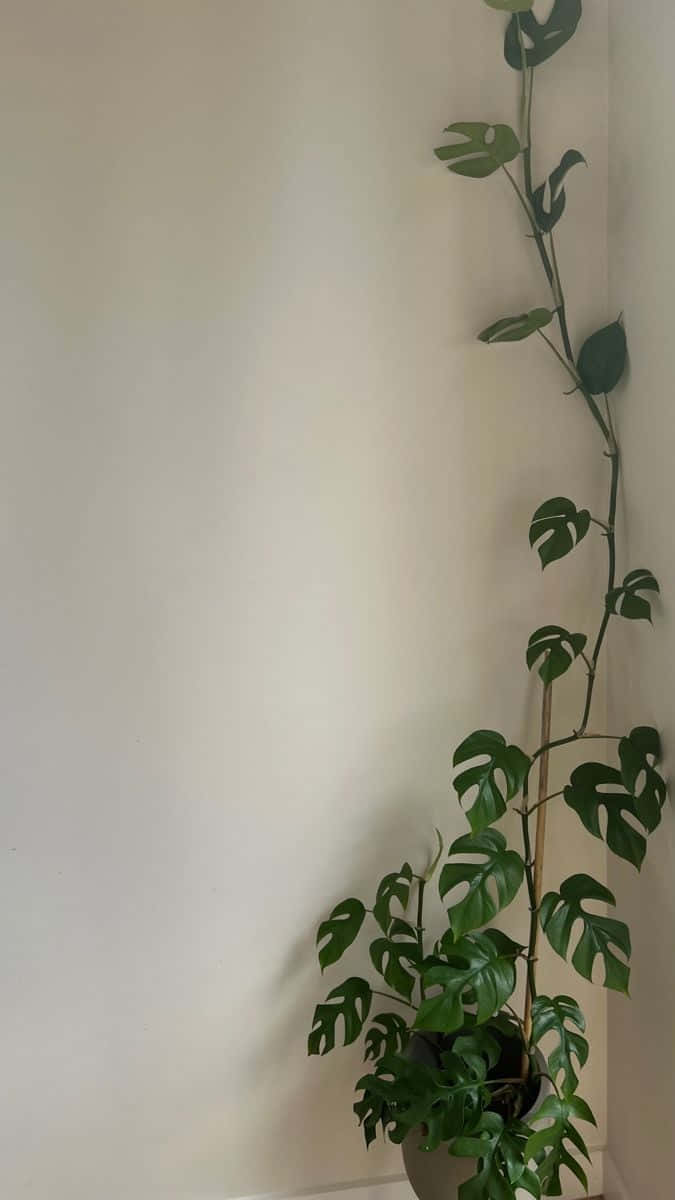 Vanilla Girl 桌布 壁紙 — 一棵龜背竹植物沿著簡樸的牆壁優雅地攀爬，位於一個沐浴在柔和自然光線下的極簡室內角落。