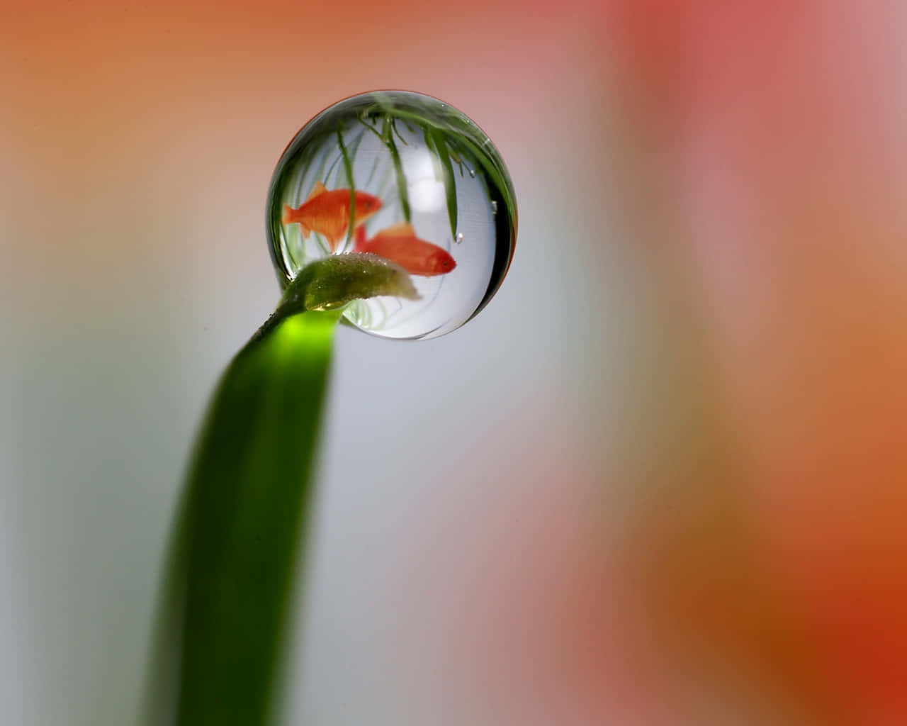 Water Drop 桌布 壁紙 — 一滴完美的水珠在綠色莖上折射出兩條橙色魚和水生植物，背景是柔和漸變色。