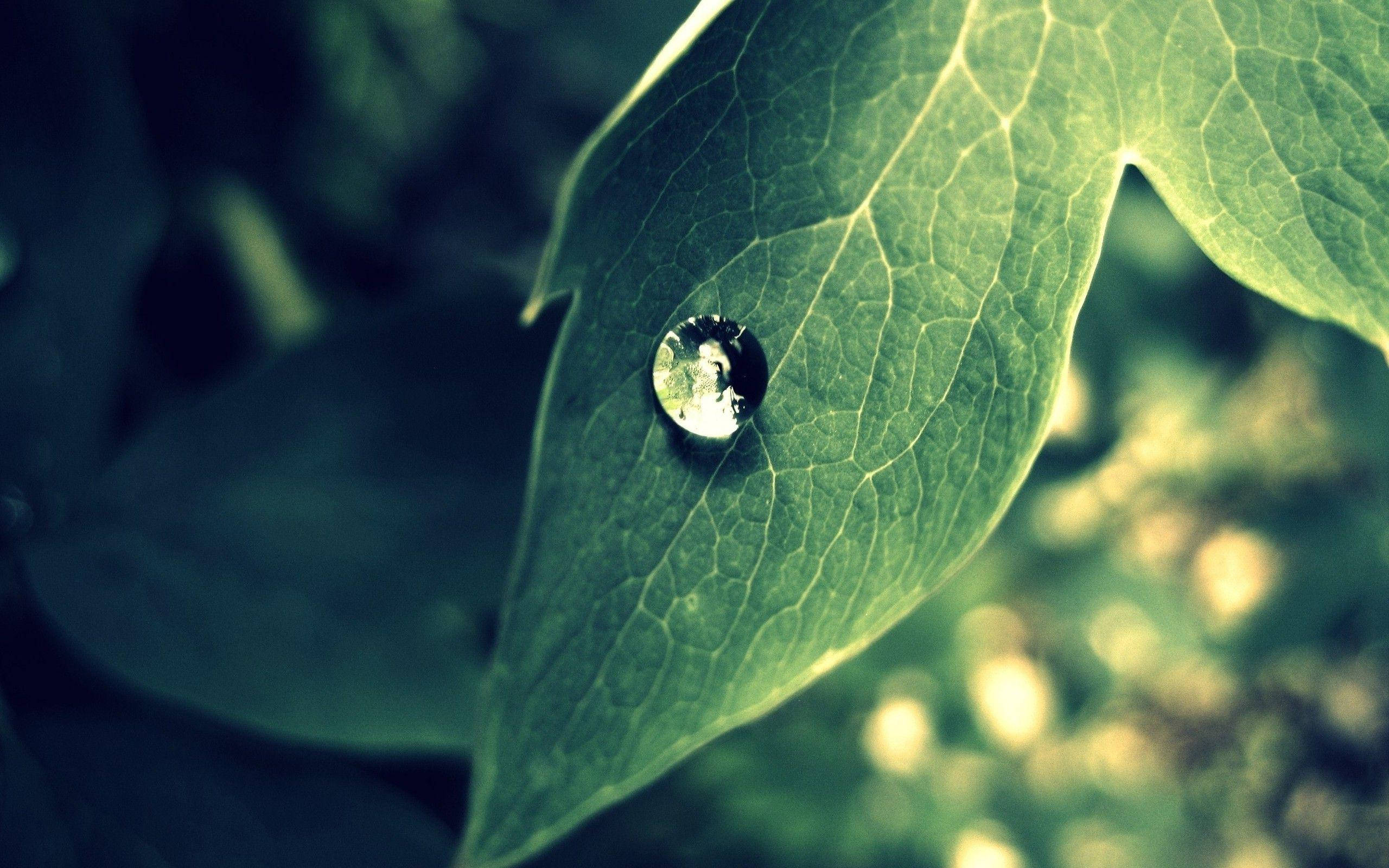 Beautiful Nature Photography 桌布 壁紙 — 一滴露珠停留在鮮綠的葉子上，在柔和自然光下反射出模糊的世界。