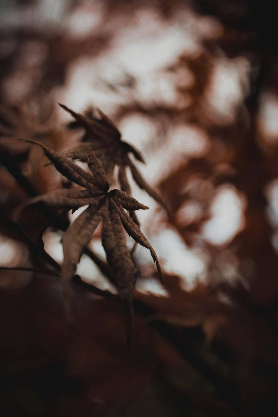 Nature Blur 桌布 壁紙 — 一片乾燥的楓葉在柔和模糊的秋日背景下清晰對焦，帶有溫暖的棕色調。