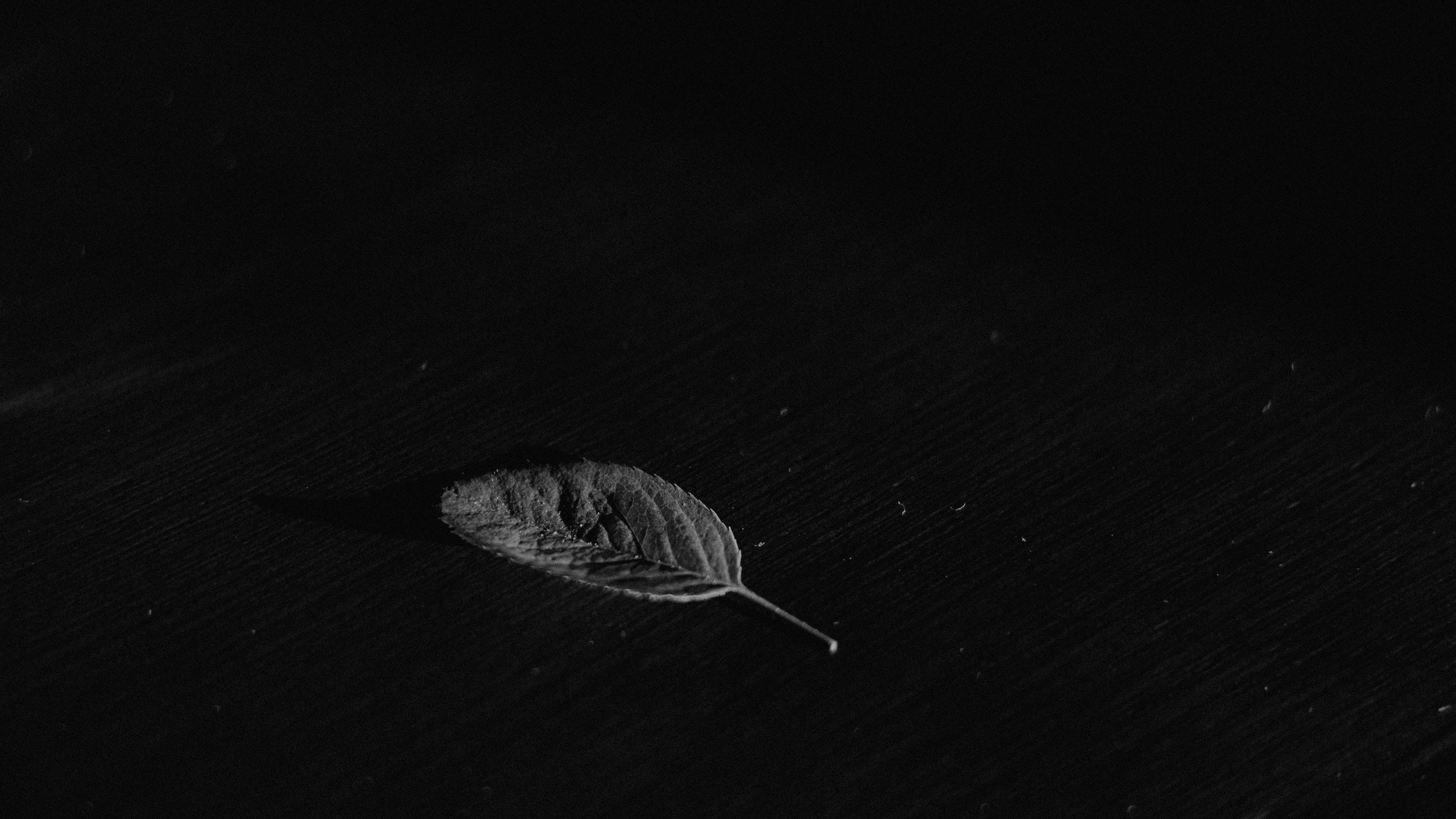Screen 桌布 壁紙 — 一片乾燥的樹葉放在深色木質表面上，處於戲劇性的低調燈光下。