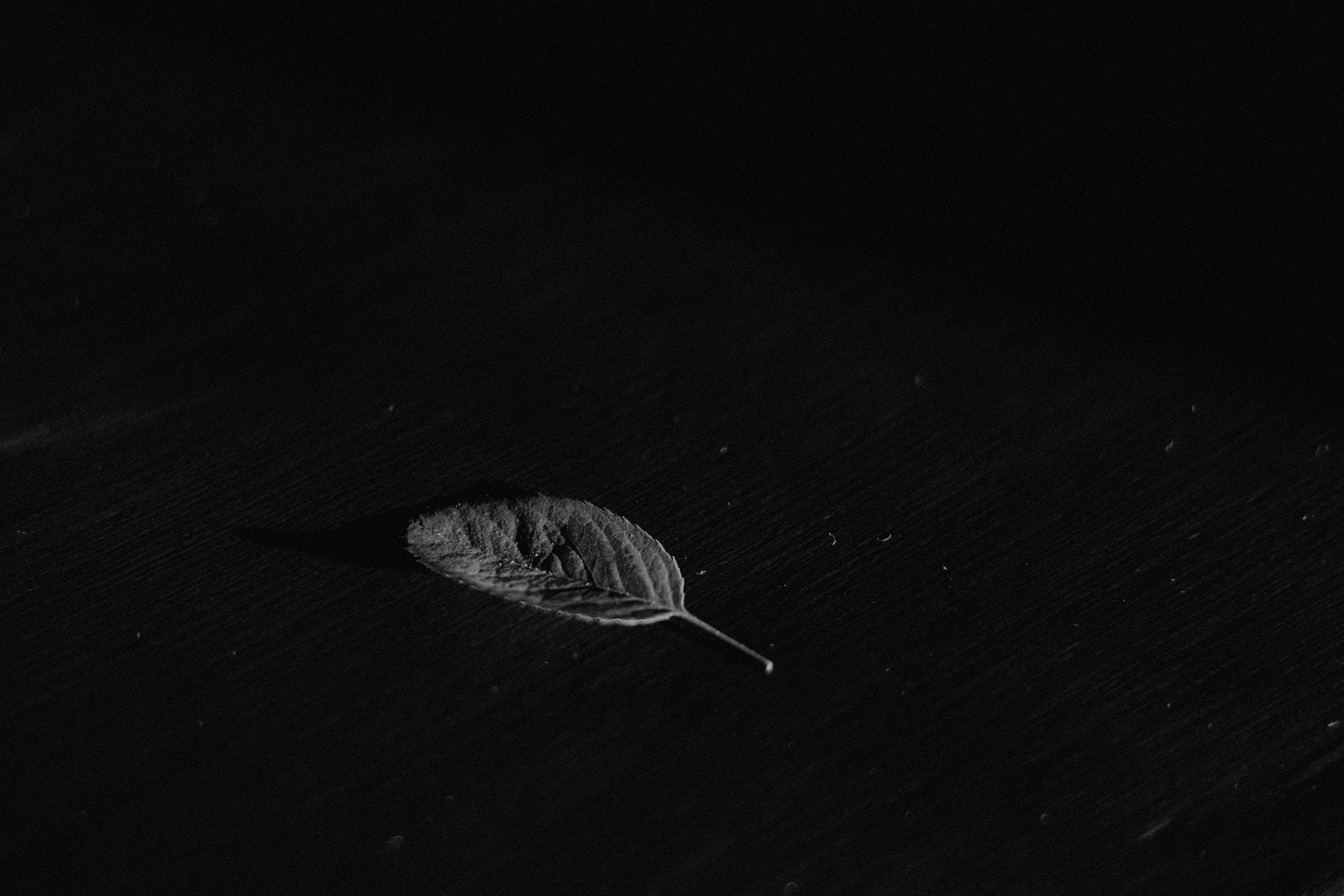 黑色 桌布 壁紙 — 一片乾燥的樹葉放在深色木質表面上，處於戲劇性的低光照明下。