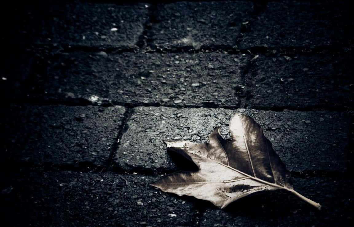 Lonely 桌布 壁紙 — 一片乾燥的樹葉躺在潮濕的鵝卵石小徑上，光線昏暗，氣氛憂鬱。