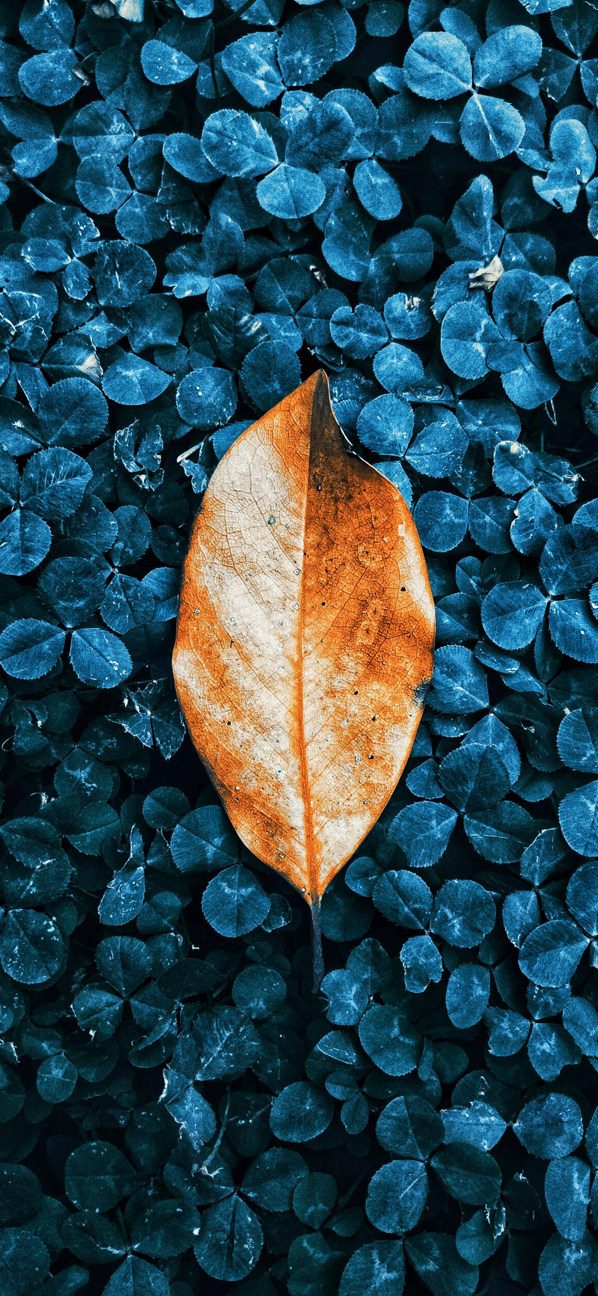 Leaves 桌布 壁紙 — 一片乾燥的橙色葉子，靜靜地躺在濃密的冷藍色三葉草田上，形成鮮明的色彩對比。
