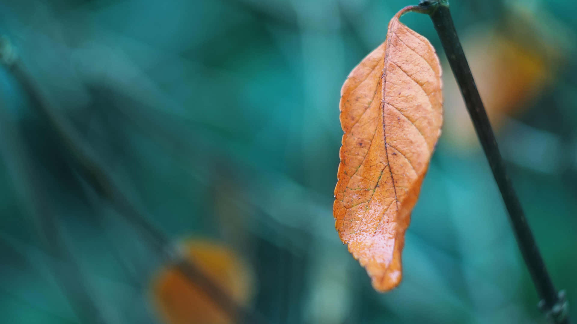 Brown Leaves 桌布 壁紙 — 一片乾燥的橙色葉子從深色莖上 delicately 垂下，背景是柔和的藍綠色模糊森林。