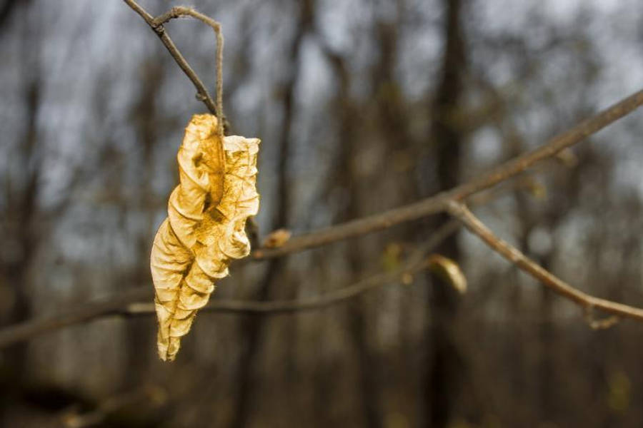 美麗的秋天 桌布 壁紙 — 一片乾燥的金色樹葉掛在光禿禿的樹枝上，背景是模糊的森林。
