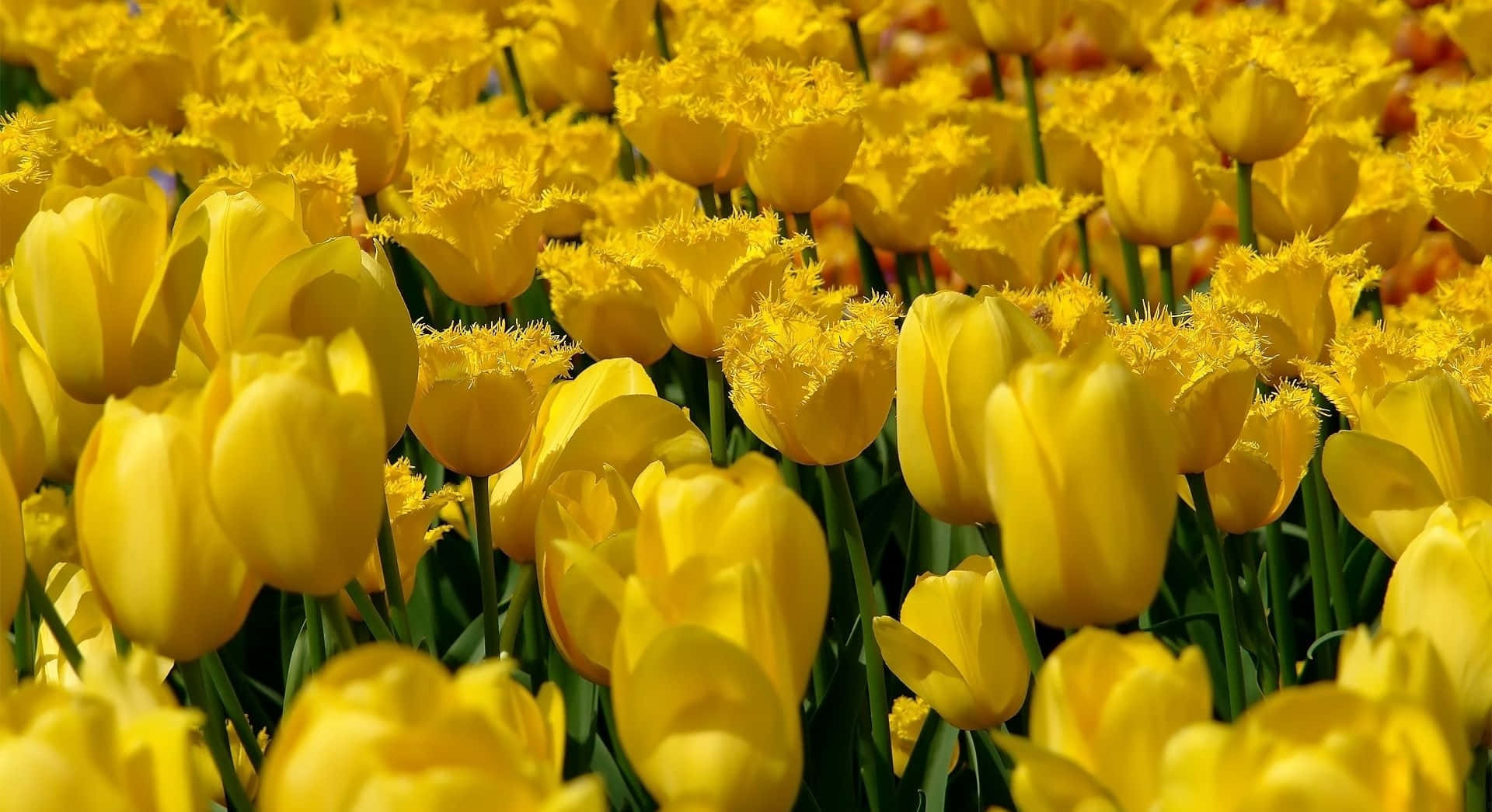 Flower Field 桌布 壁紙 — 一片充滿活力的亮黃色流蘇鬱金香田，在柔和陽光下隨風輕輕搖曳，帶有綠色莖幹。