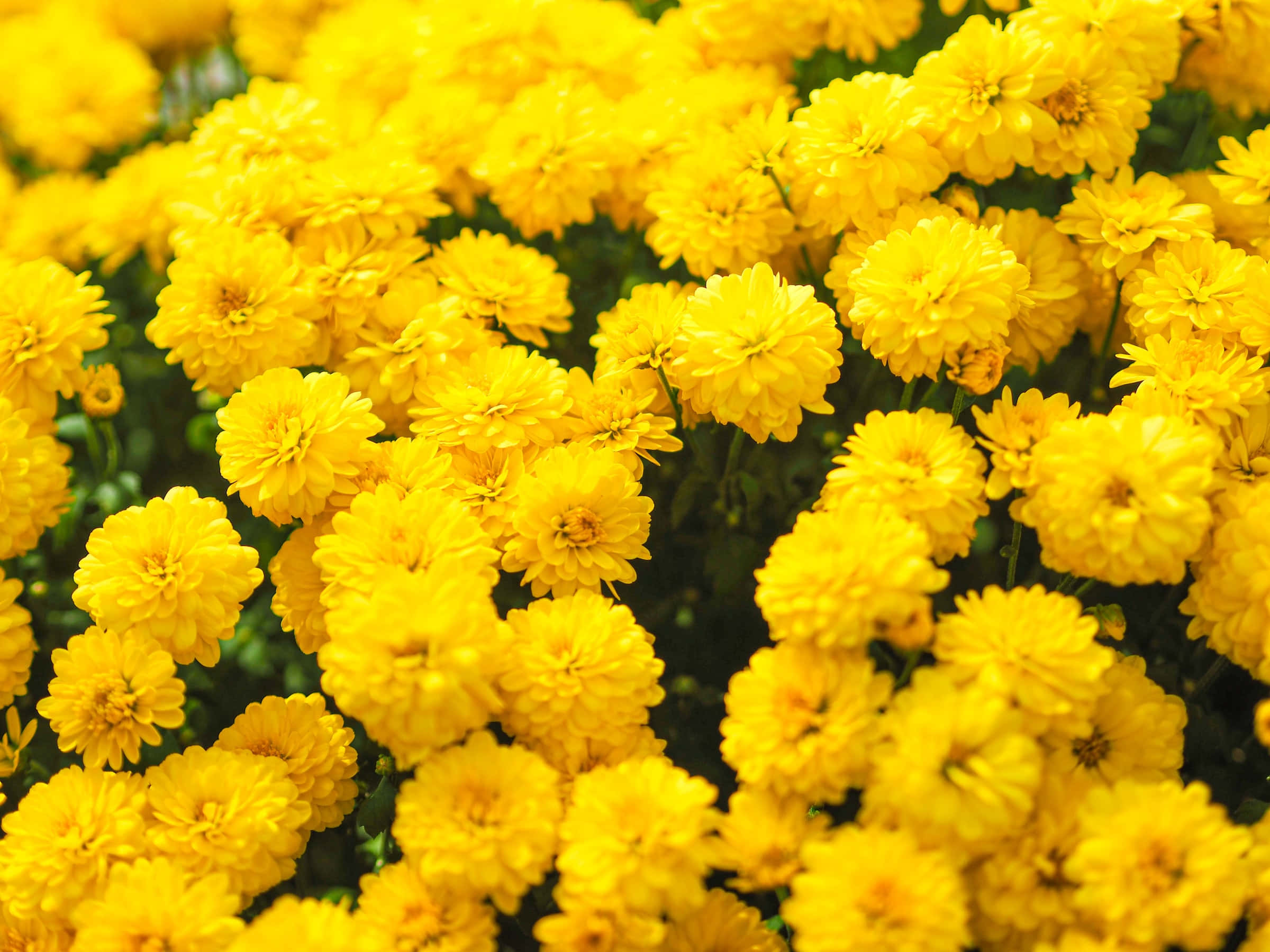 Yellow Flower 桌布 壁紙 — 一片充滿活力的亮黃色菊花田，盛開著茂盛的綠色莖幹和柔和自然光。